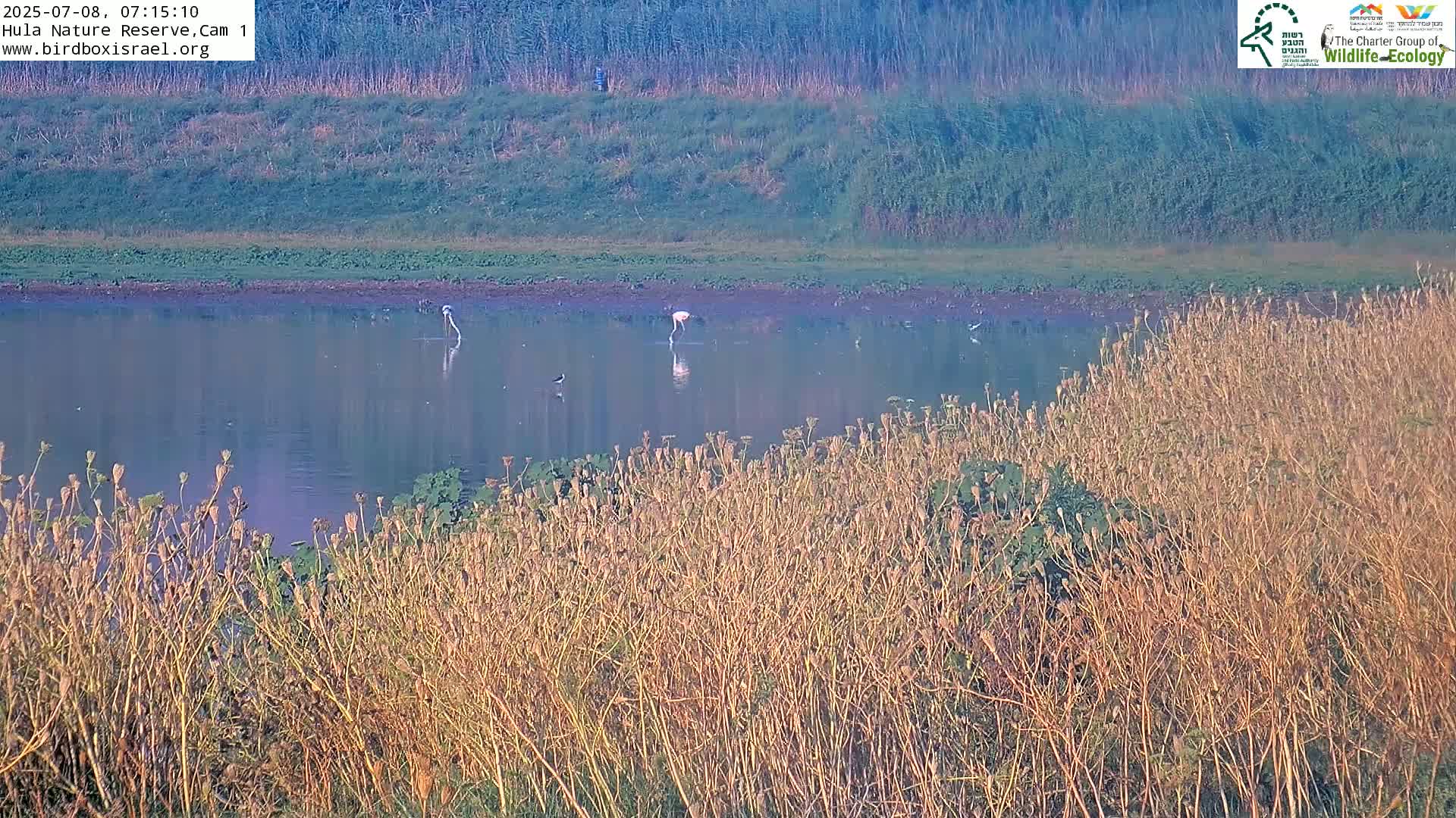 Hula Nature Reserve Bird Life & Israel-Syria Border Golan Hills & Hermon Mountain/Jabal al Shaykh View Live Cam - Yesud Hamaala, Northern, Israel