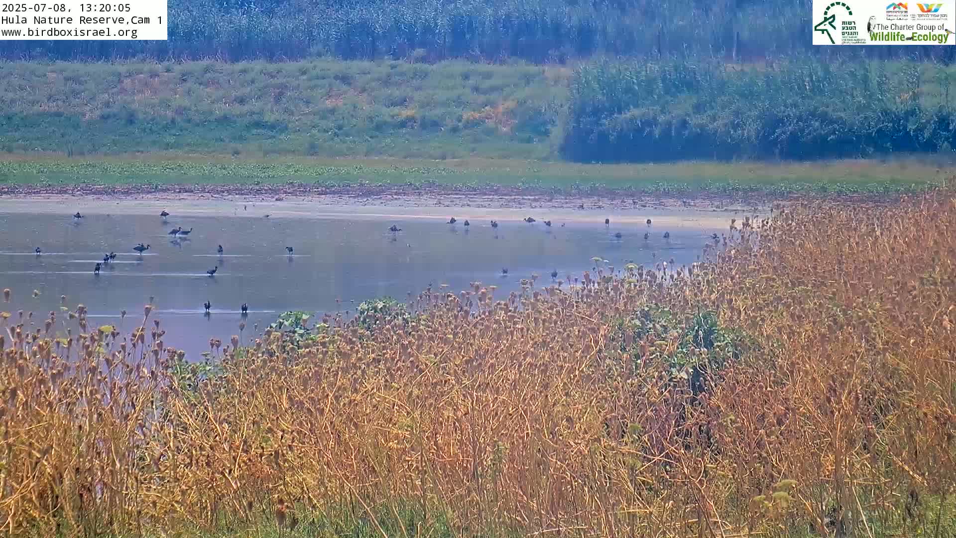 Hula Nature Reserve Bird Life & Israel-Syria Border Golan Hills & Hermon Mountain/Jabal al Shaykh View Live Cam - Yesud Hamaala, Northern, Israel