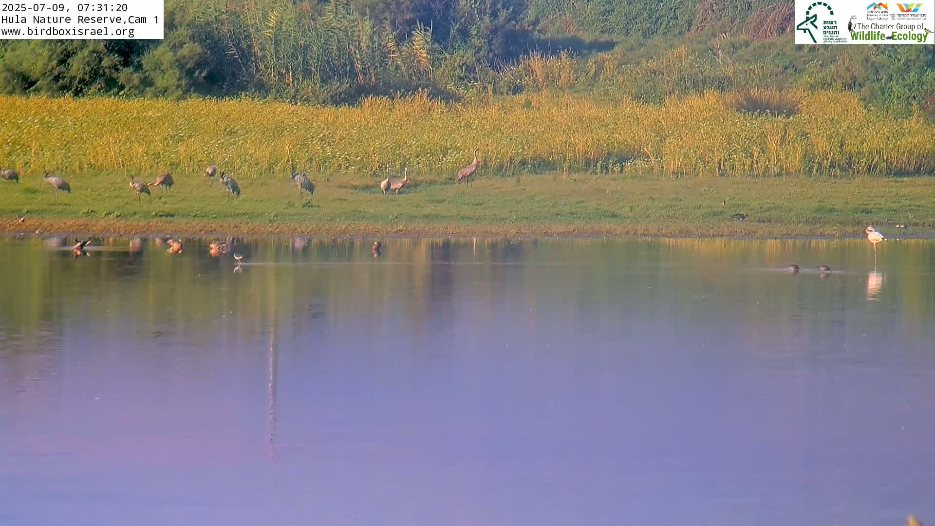 Hula Nature Reserve Bird Life & Israel-Syria Border Golan Hills & Hermon Mountain/Jabal al Shaykh View Live Cam - Yesud Hamaala, Northern, Israel
