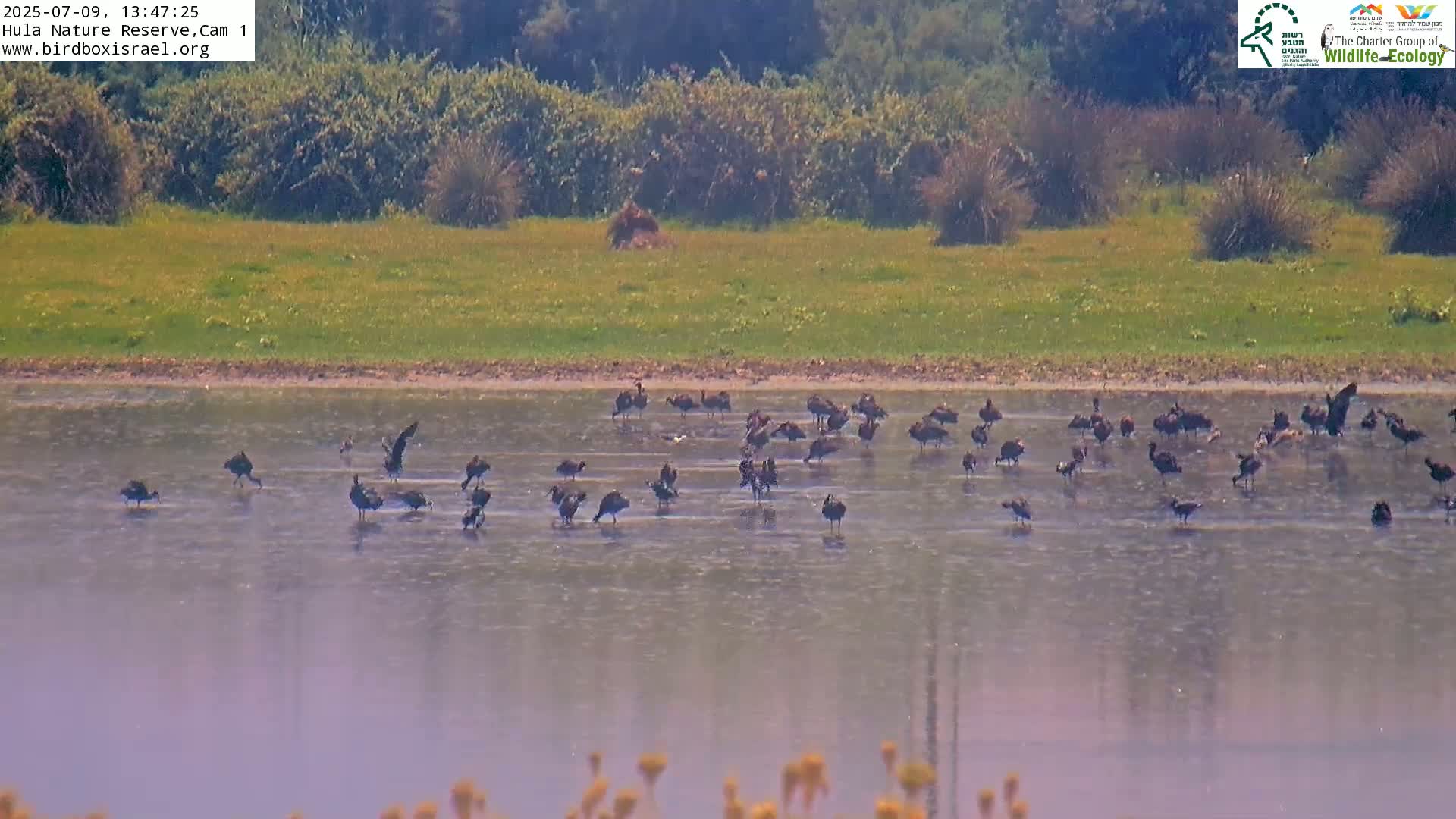 Hula Nature Reserve Bird Life & Israel-Syria Border Golan Hills & Hermon Mountain/Jabal al Shaykh View Live Cam - Yesud Hamaala, Northern, Israel