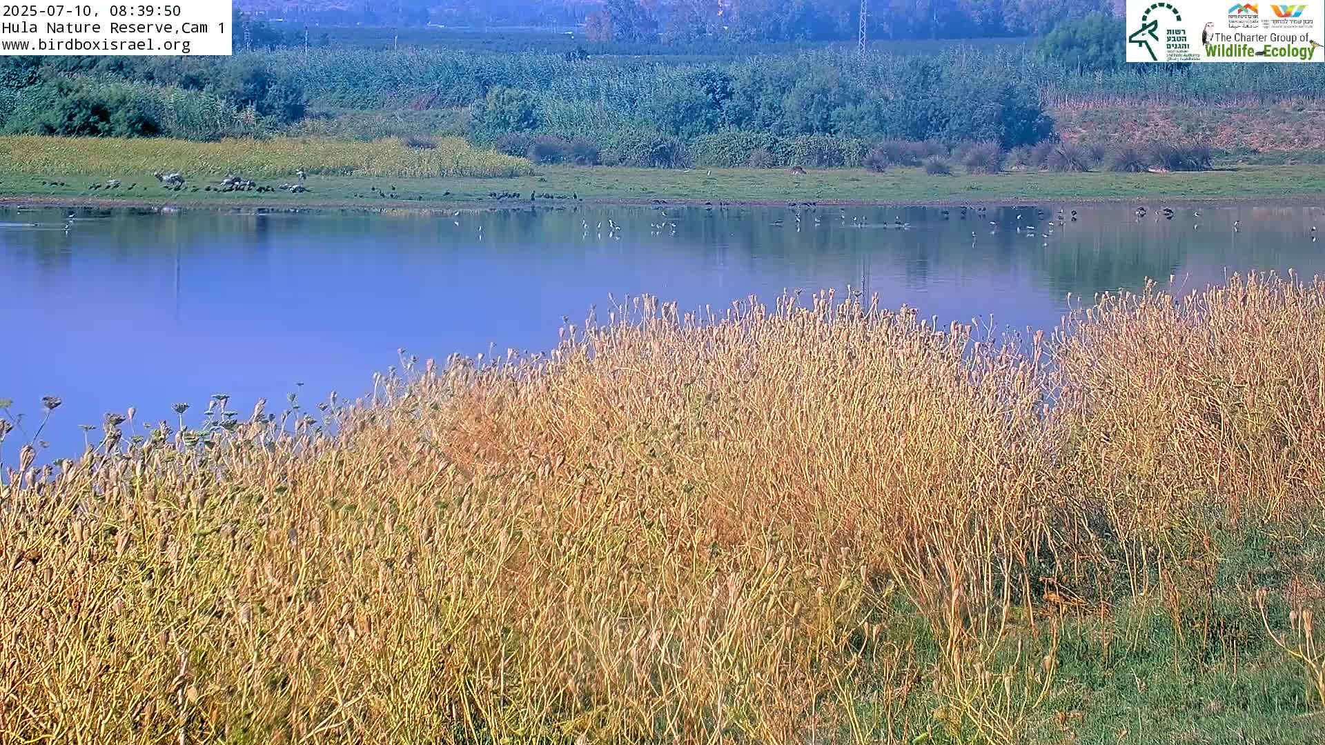 Hula Nature Reserve Bird Life & Israel-Syria Border Golan Hills & Hermon Mountain/Jabal al Shaykh View Live Cam - Yesud Hamaala, Northern, Israel