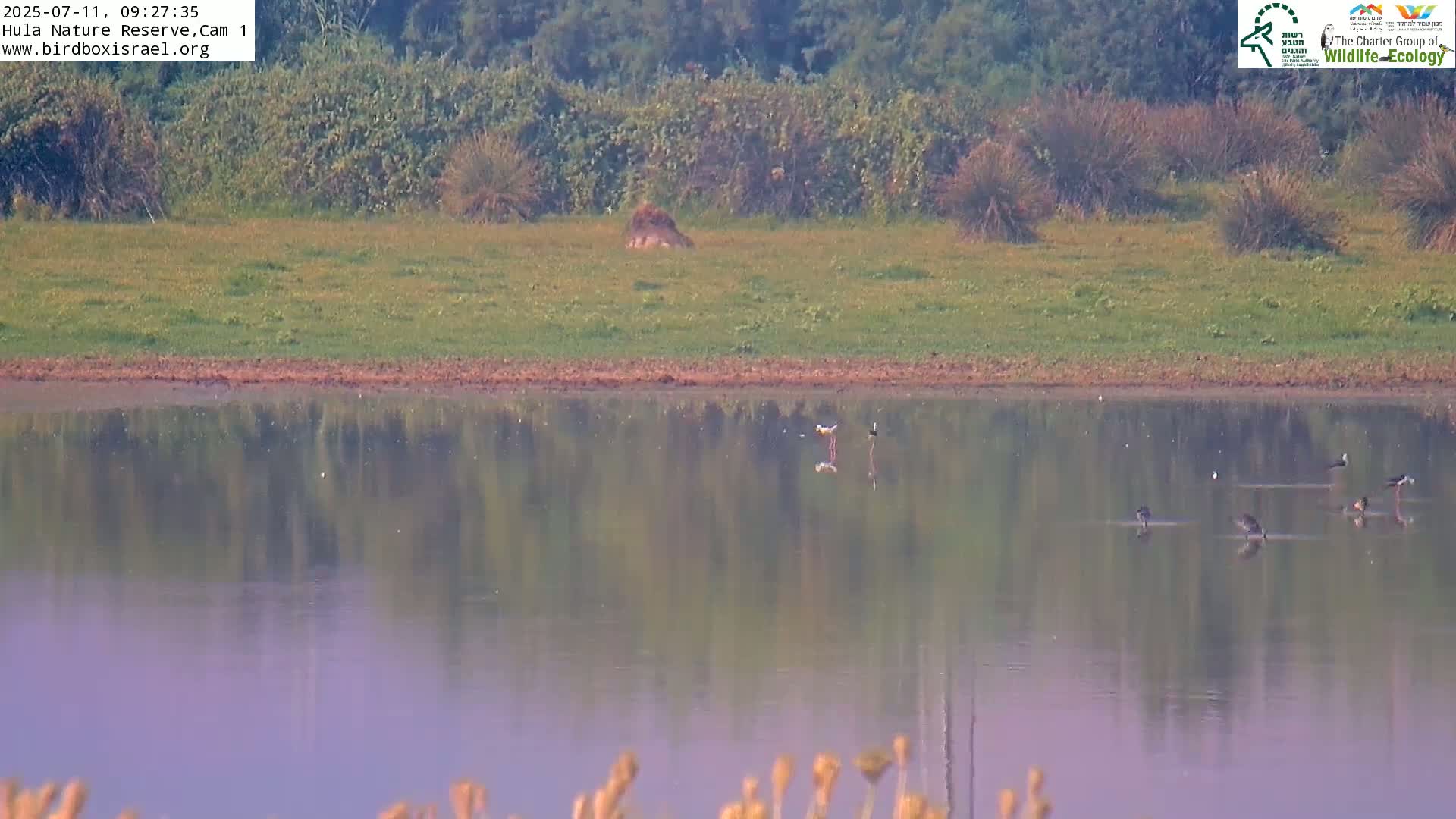 Hula Nature Reserve Bird Life & Israel-Syria Border Golan Hills & Hermon Mountain/Jabal al Shaykh View Live Cam - Yesud Hamaala, Northern, Israel