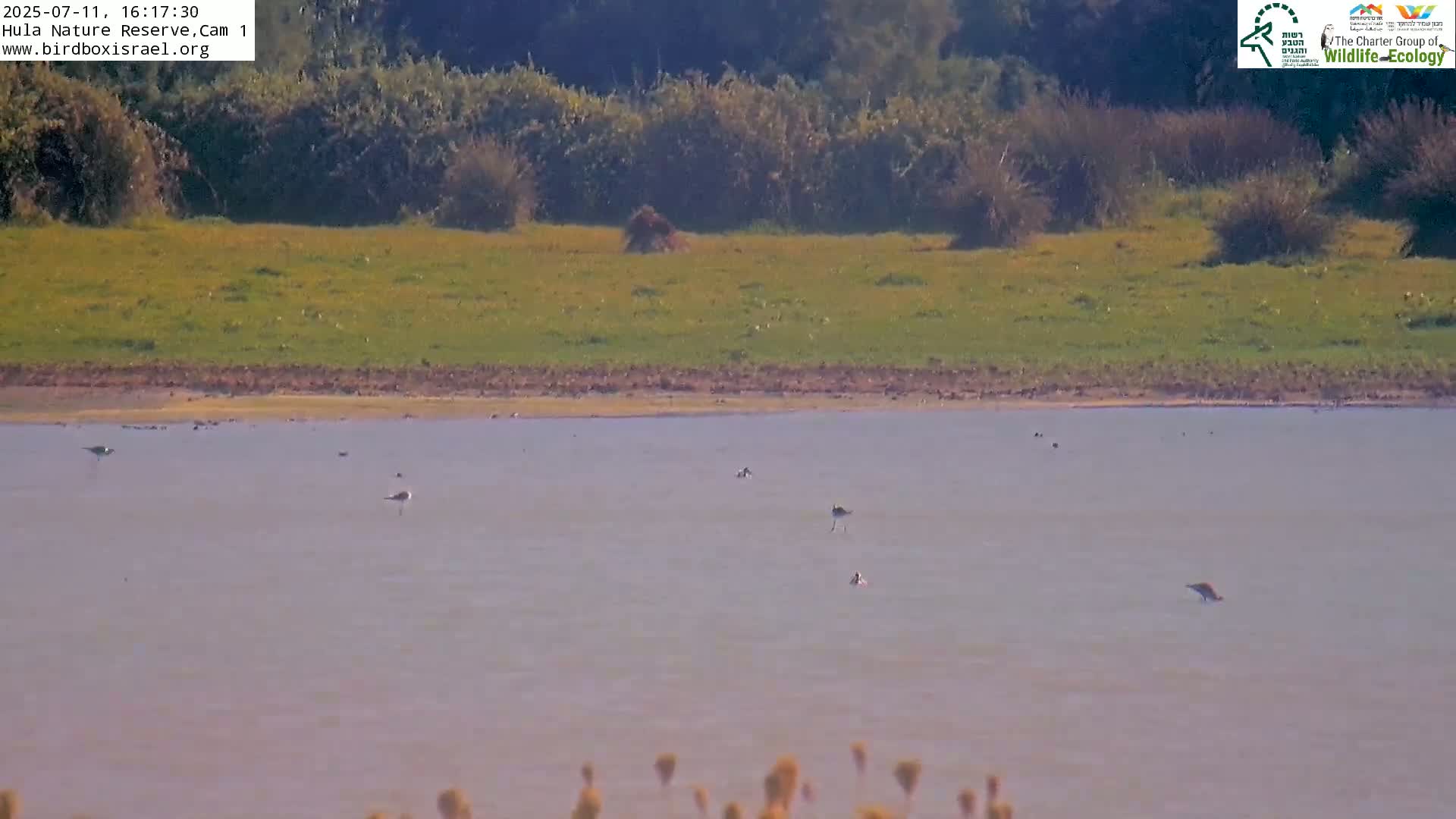 Hula Nature Reserve Bird Life & Israel-Syria Border Golan Hills & Hermon Mountain/Jabal al Shaykh View Live Cam - Yesud Hamaala, Northern, Israel