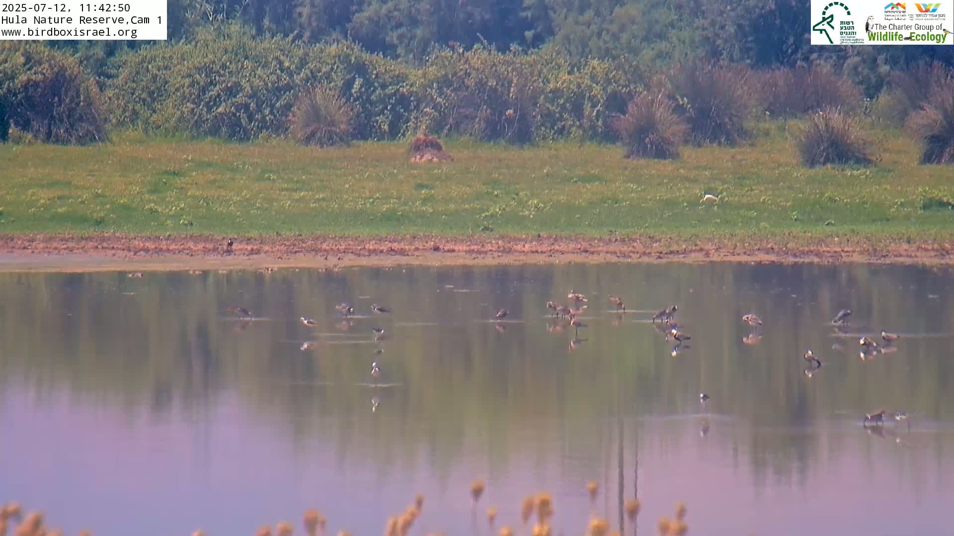 Hula Nature Reserve Bird Life & Israel-Syria Border Golan Hills & Hermon Mountain/Jabal al Shaykh View Live Cam - Yesud Hamaala, Northern, Israel
