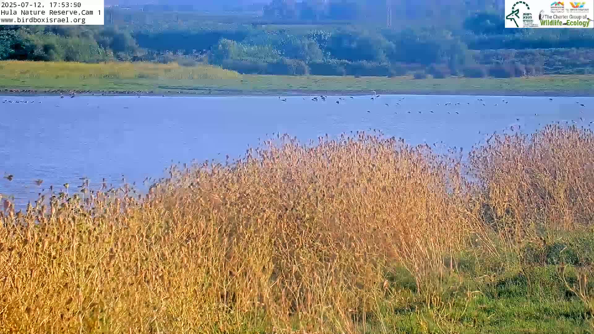 Hula Nature Reserve Bird Life & Israel-Syria Border Golan Hills & Hermon Mountain/Jabal al Shaykh View Live Cam - Yesud Hamaala, Northern, Israel