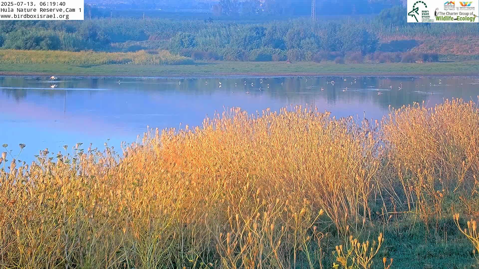 Hula Nature Reserve Bird Life & Israel-Syria Border Golan Hills & Hermon Mountain/Jabal al Shaykh View Live Cam - Yesud Hamaala, Northern, Israel