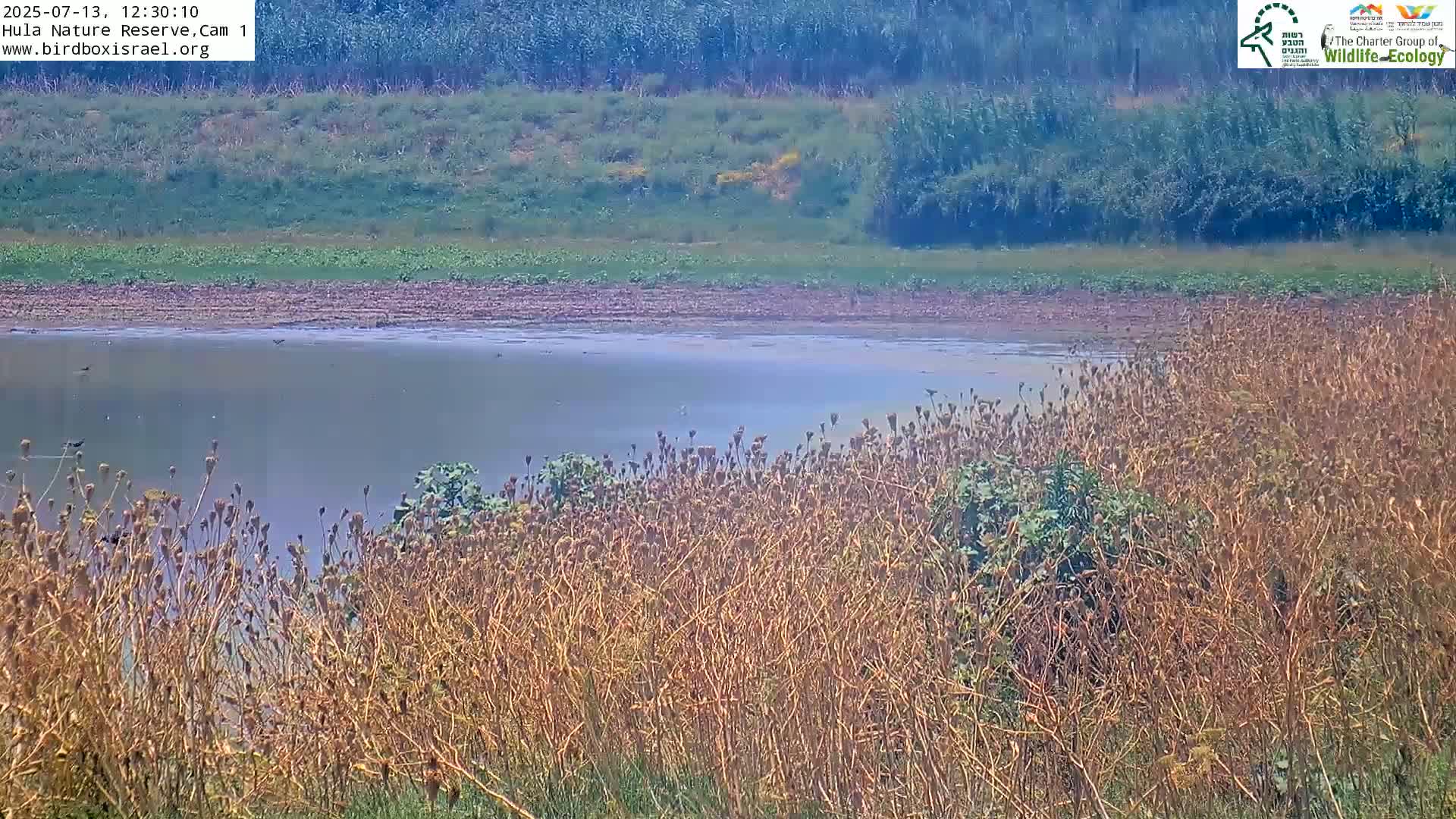 Hula Nature Reserve Bird Life & Israel-Syria Border Golan Hills & Hermon Mountain/Jabal al Shaykh View Live Cam - Yesud Hamaala, Northern, Israel