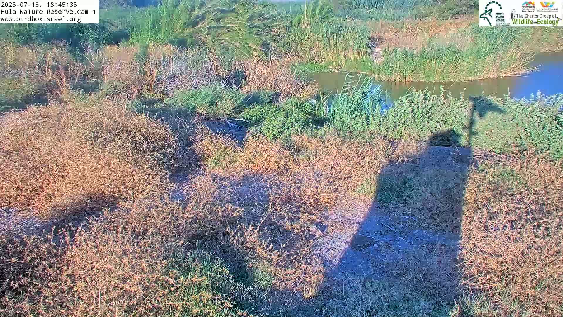 Hula Nature Reserve Bird Life & Israel-Syria Border Golan Hills & Hermon Mountain/Jabal al Shaykh View Live Cam - Yesud Hamaala, Northern, Israel