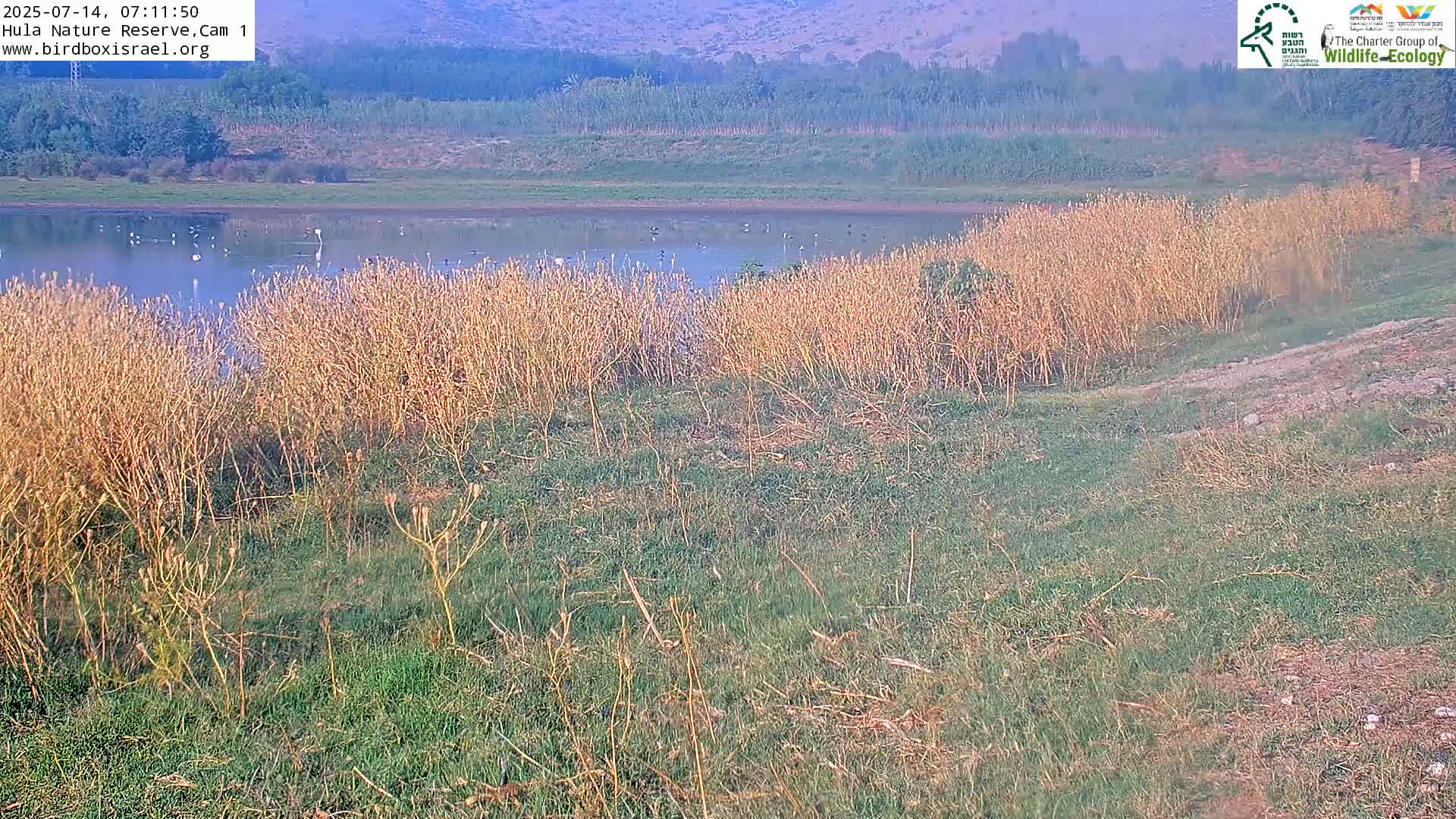 Hula Nature Reserve Bird Life & Israel-Syria Border Golan Hills & Hermon Mountain/Jabal al Shaykh View Live Cam - Yesud Hamaala, Northern, Israel