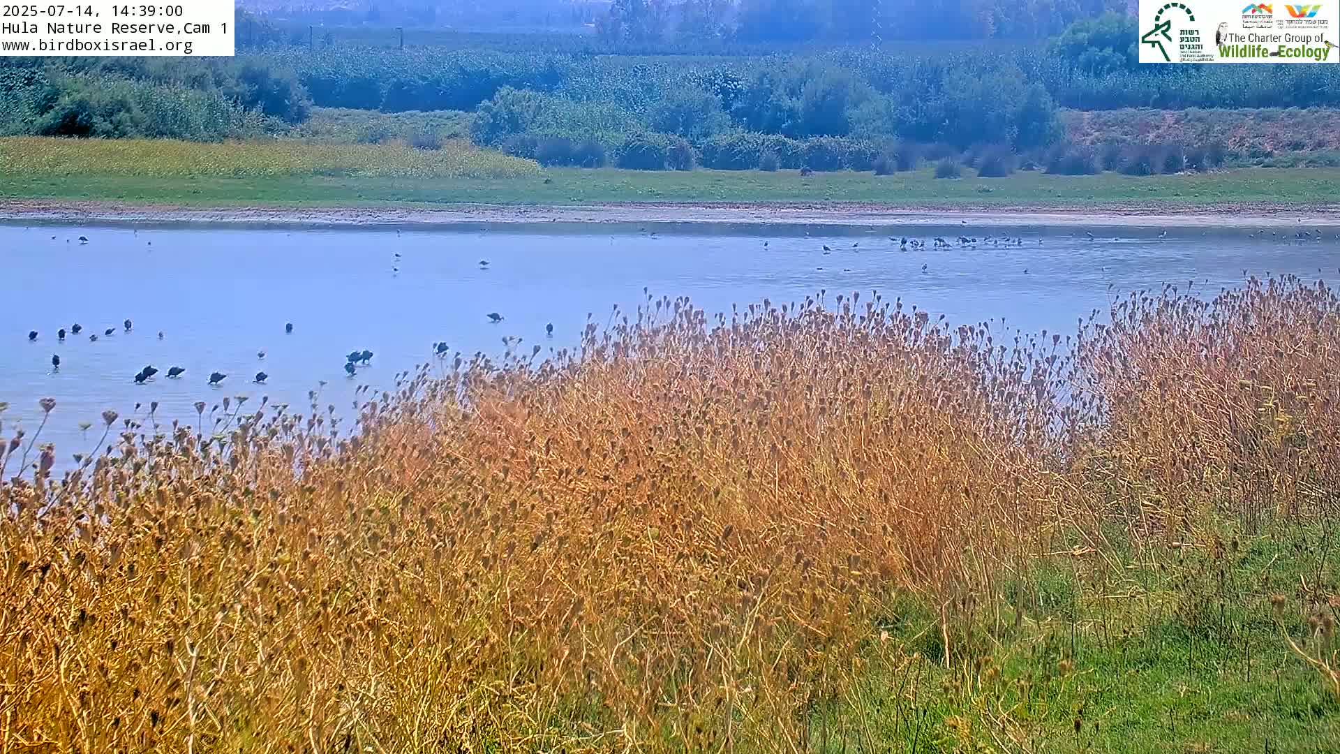 Hula Nature Reserve Bird Life & Israel-Syria Border Golan Hills & Hermon Mountain/Jabal al Shaykh View Live Cam - Yesud Hamaala, Northern, Israel