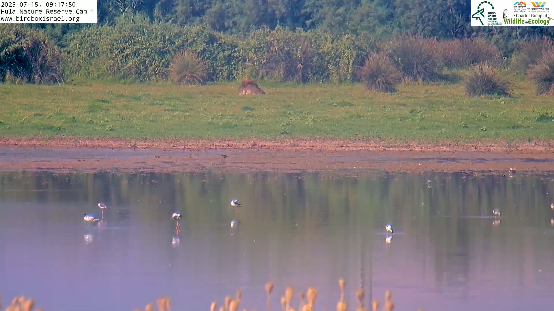 Hula Nature Reserve Bird Life & Israel-Syria Border Golan Hills & Hermon Mountain/Jabal al Shaykh View Live Cam - Yesud Hamaala, Northern, Israel