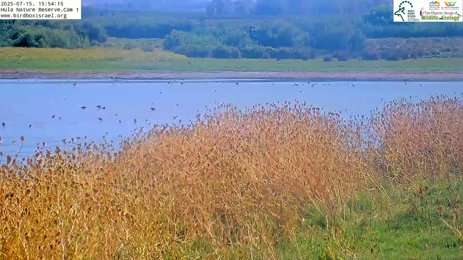 Hula Nature Reserve Bird Life & Israel-Syria Border Golan Hills & Hermon Mountain/Jabal al Shaykh View Live Cam - Yesud Hamaala, Northern, Israel