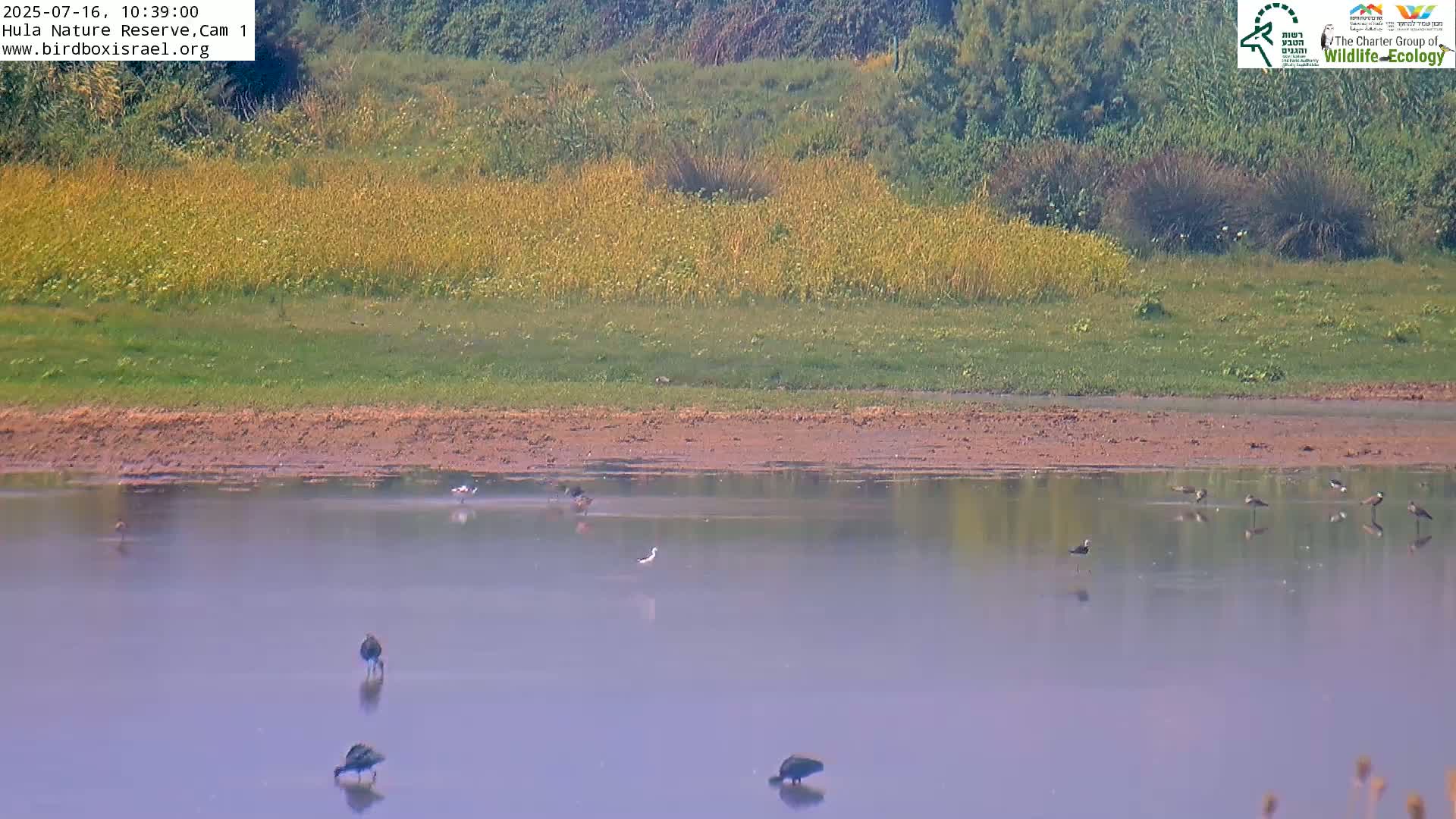 Several birds wade in a calm, hazy body of water near a muddy bank and a field of yellow and green vegetation.