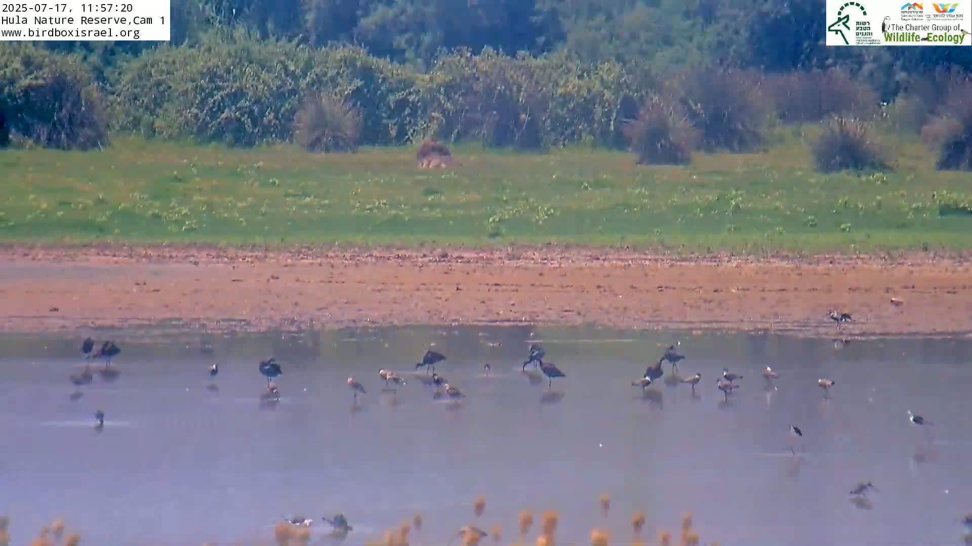 Hula Nature Reserve Bird Life & Israel-Syria Border Golan Hills & Hermon Mountain/Jabal al Shaykh View Live Cam - Yesud Hamaala, Northern, Israel