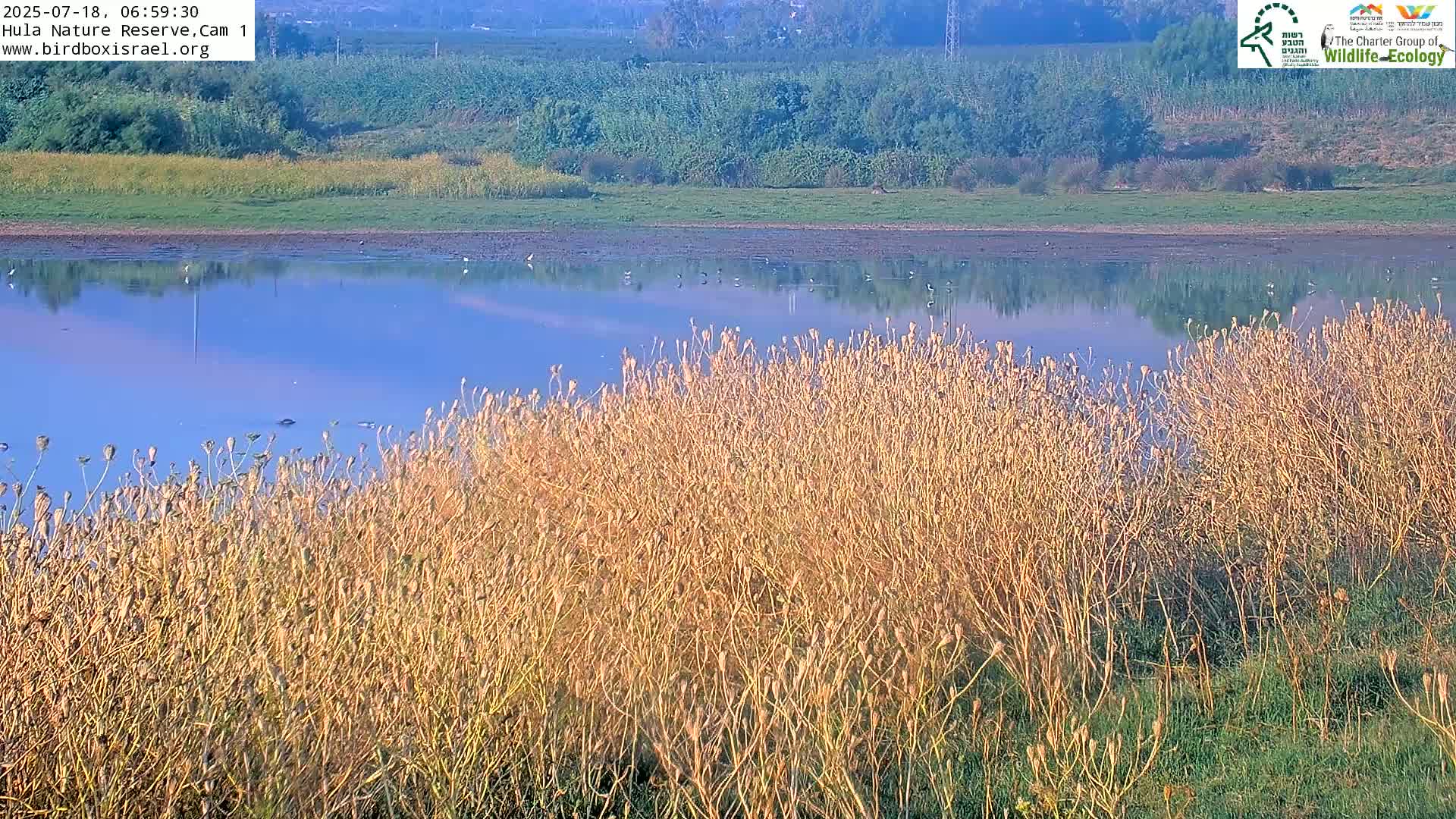 Hula Nature Reserve Bird Life & Israel-Syria Border Golan Hills & Hermon Mountain/Jabal al Shaykh View Live Cam - Yesud Hamaala, Northern, Israel