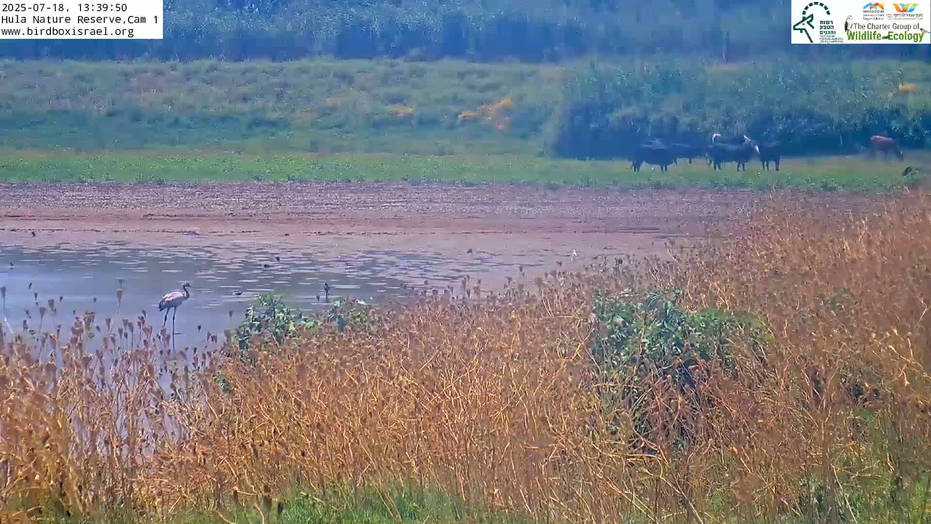 Hula Nature Reserve Bird Life & Israel-Syria Border Golan Hills & Hermon Mountain/Jabal al Shaykh View Live Cam - Yesud Hamaala, Northern, Israel