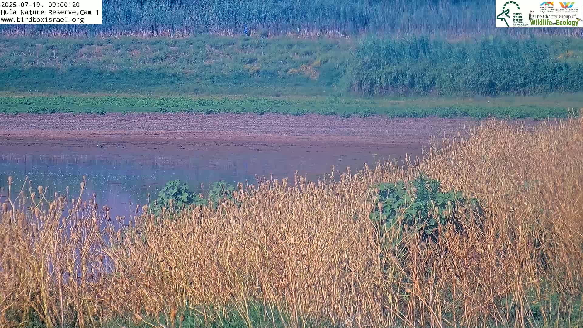 Hula Nature Reserve Bird Life & Israel-Syria Border Golan Hills & Hermon Mountain/Jabal al Shaykh View Live Cam - Yesud Hamaala, Northern, Israel