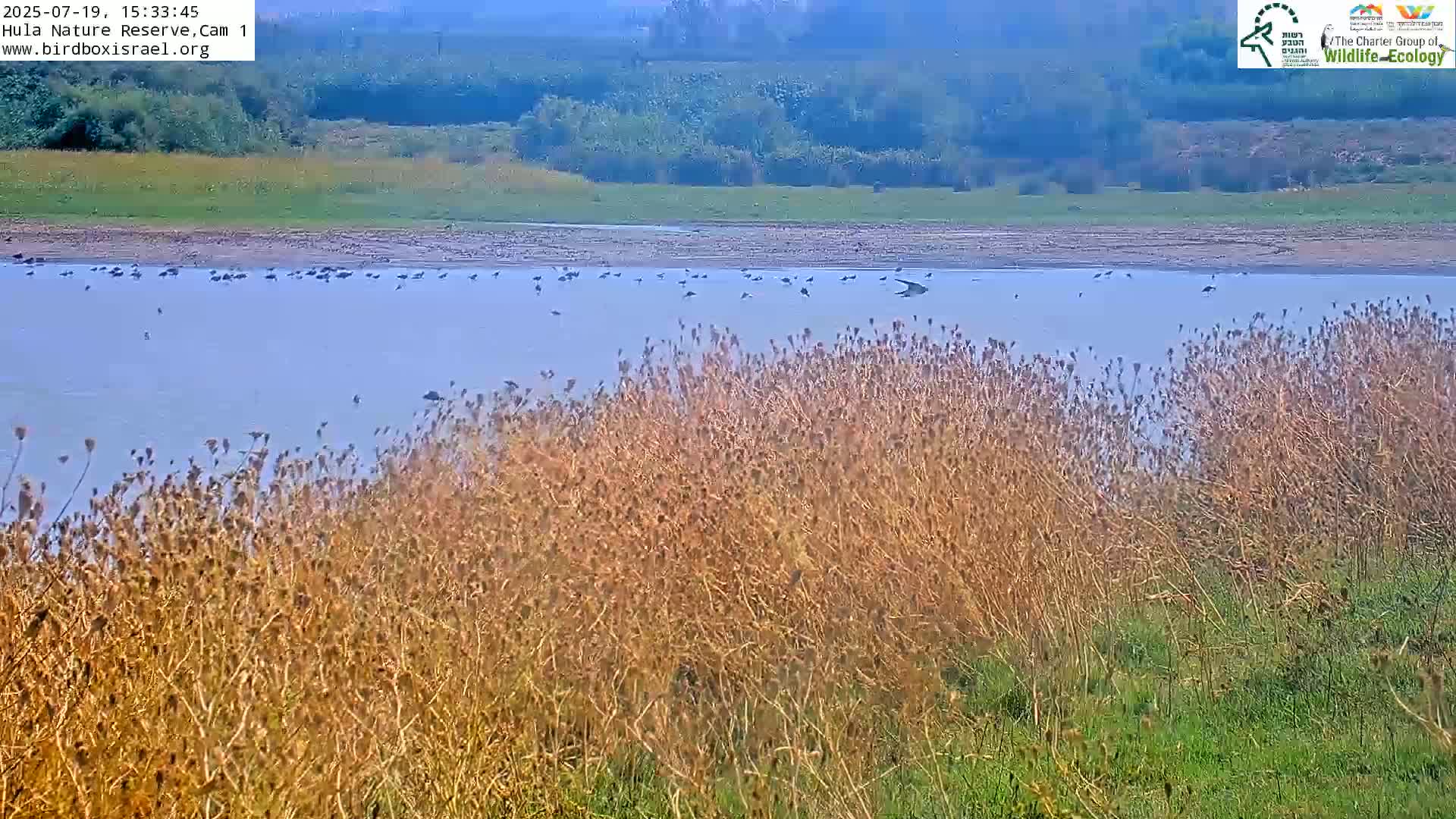 Hula Nature Reserve Bird Life & Israel-Syria Border Golan Hills & Hermon Mountain/Jabal al Shaykh View Live Cam - Yesud Hamaala, Northern, Israel