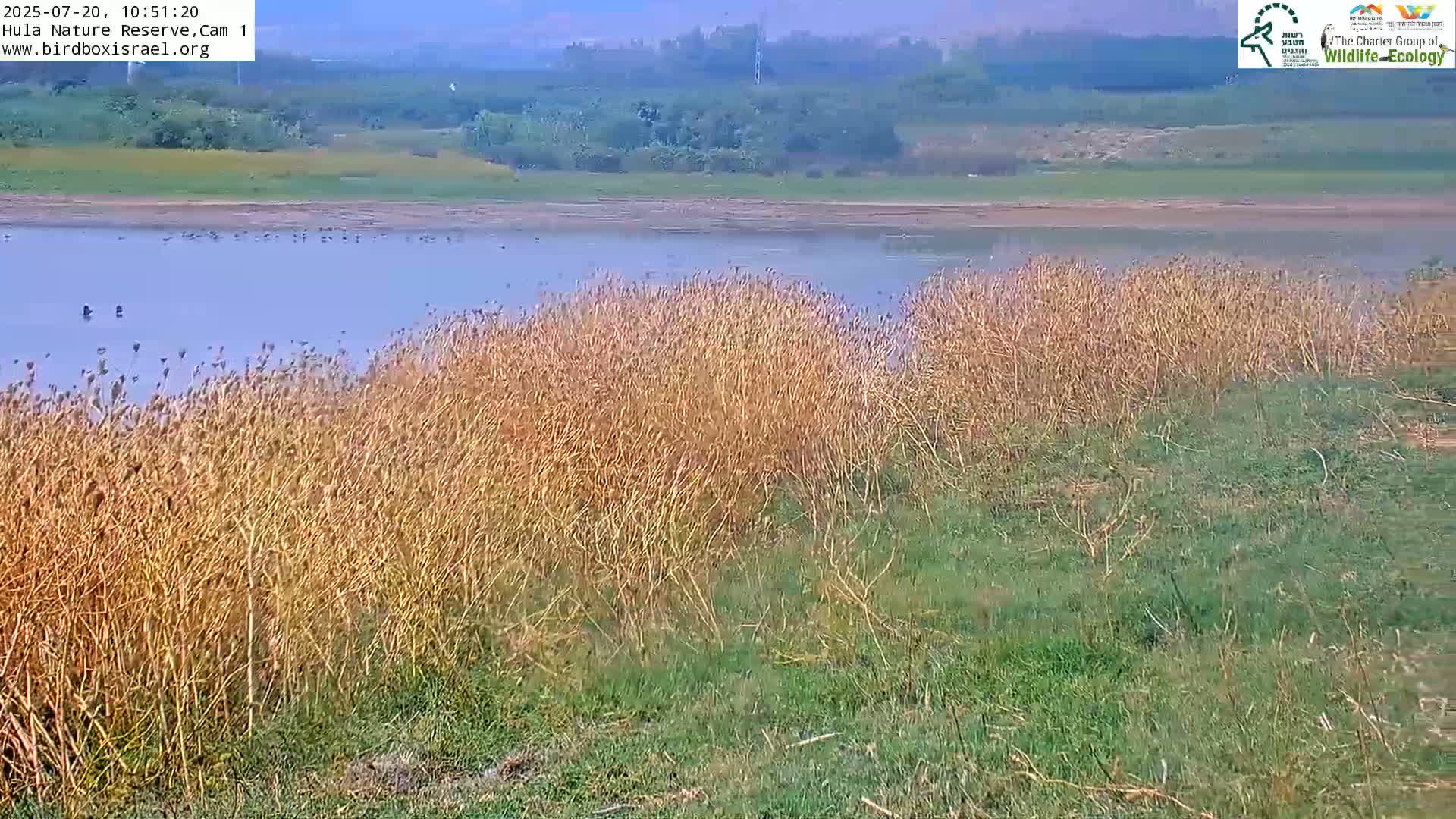 A calm body of water is bordered by tall, dried, golden reeds and lush green grass under a hazy sky.