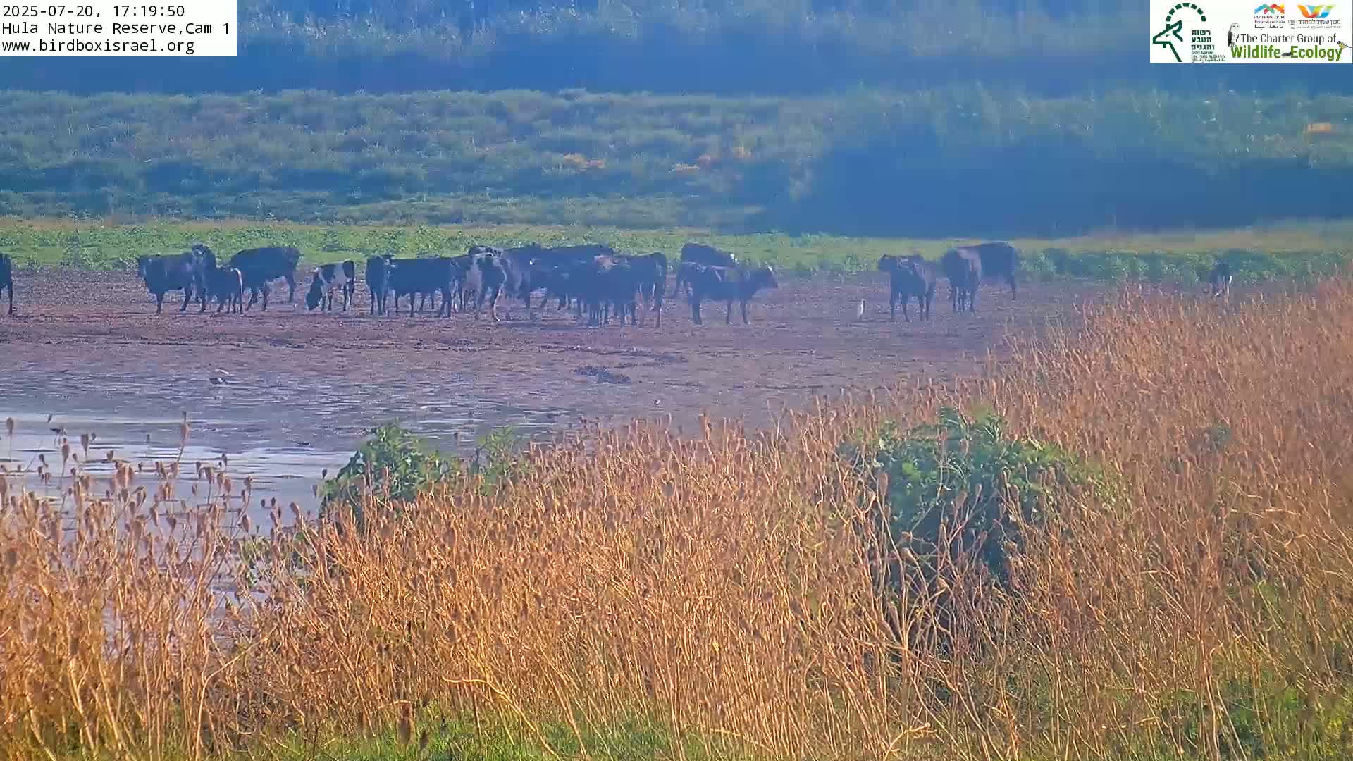 Hula Nature Reserve Bird Life & Israel-Syria Border Golan Hills & Hermon Mountain/Jabal al Shaykh View Live Cam - Yesud Hamaala, Northern, Israel