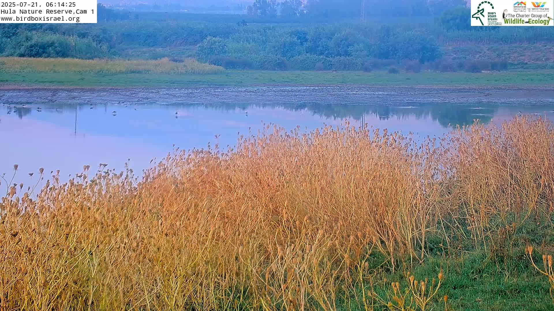 Hula Nature Reserve Bird Life & Israel-Syria Border Golan Hills & Hermon Mountain/Jabal al Shaykh View Live Cam - Yesud Hamaala, Northern, Israel