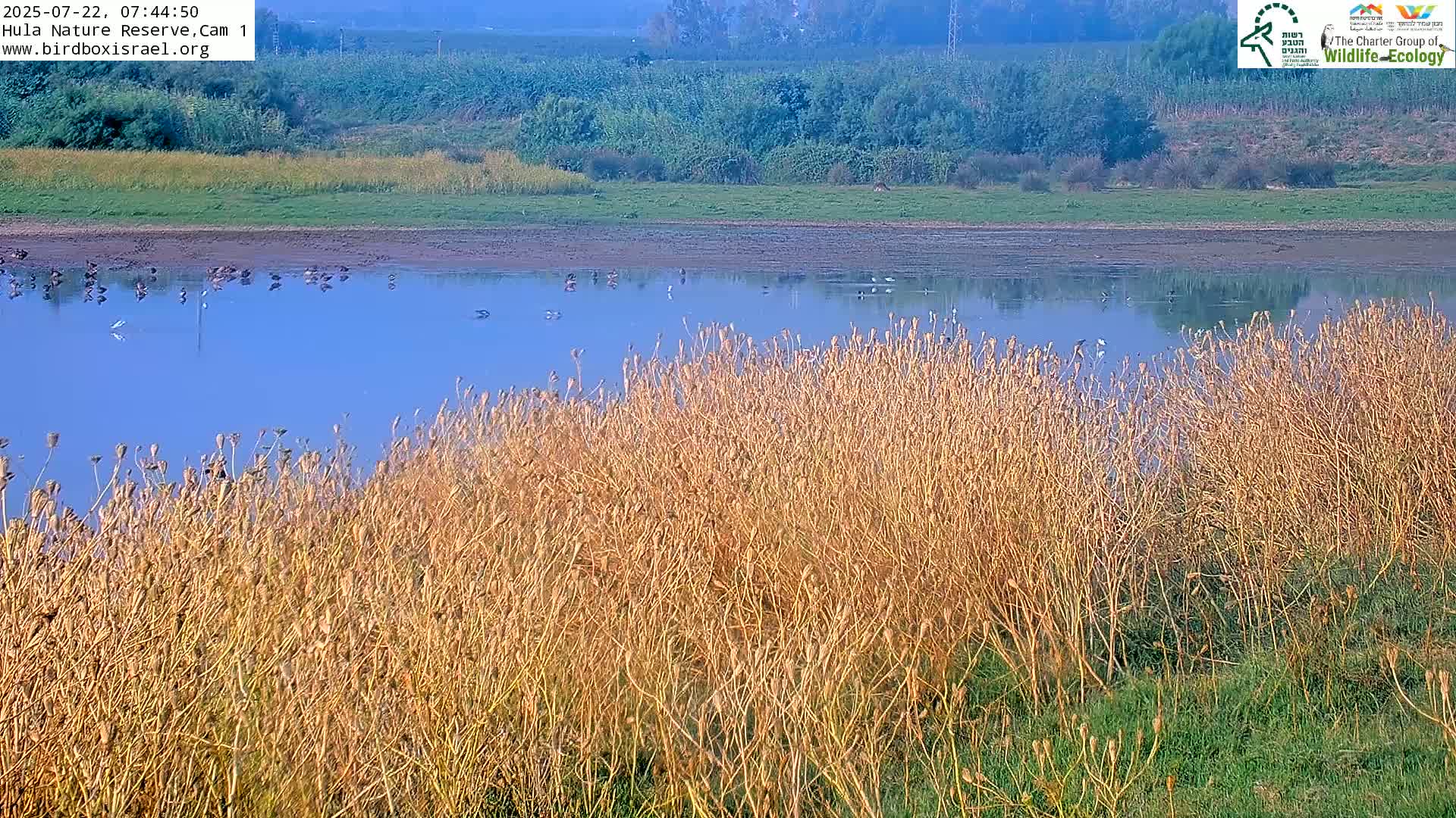 Hula Nature Reserve Bird Life & Israel-Syria Border Golan Hills & Hermon Mountain/Jabal al Shaykh View Live Cam - Yesud Hamaala, Northern, Israel