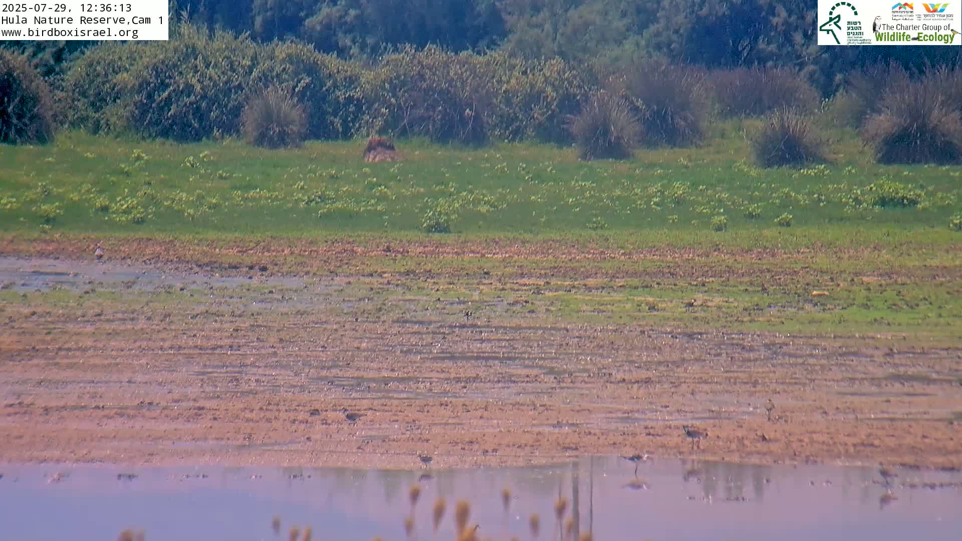 Hula Nature Reserve Bird Life & Israel-Syria Border Golan Hills & Hermon Mountain/Jabal al Shaykh View Live Cam - Yesud Hamaala, Northern, Israel