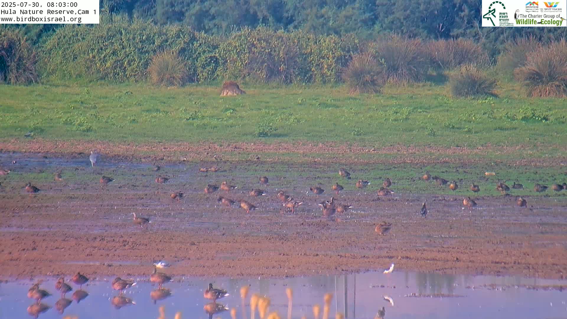 Hula Nature Reserve Bird Life & Israel-Syria Border Golan Hills & Hermon Mountain/Jabal al Shaykh View Live Cam - Yesud Hamaala, Northern, Israel