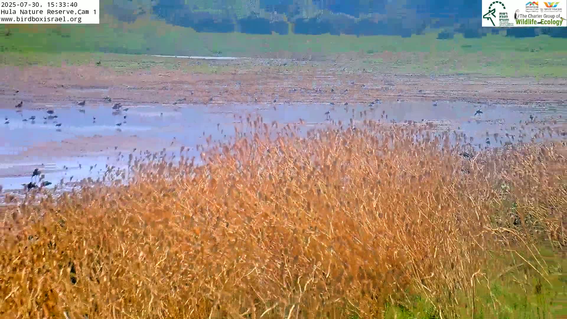 Hula Nature Reserve Bird Life & Israel-Syria Border Golan Hills & Hermon Mountain/Jabal al Shaykh View Live Cam - Yesud Hamaala, Northern, Israel
