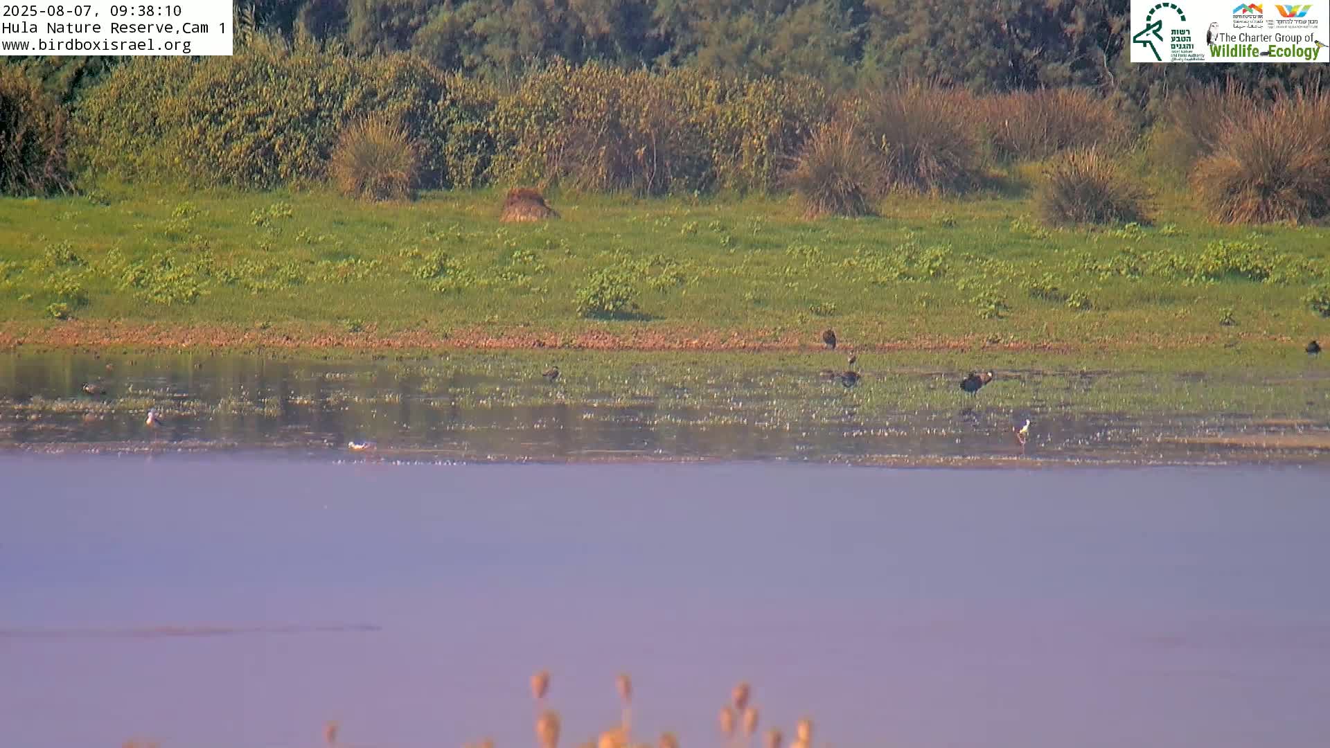 Hula Nature Reserve Bird Life & Israel-Syria Border Golan Hills & Hermon Mountain/Jabal al Shaykh View Live Cam - Yesud Hamaala, Northern, Israel