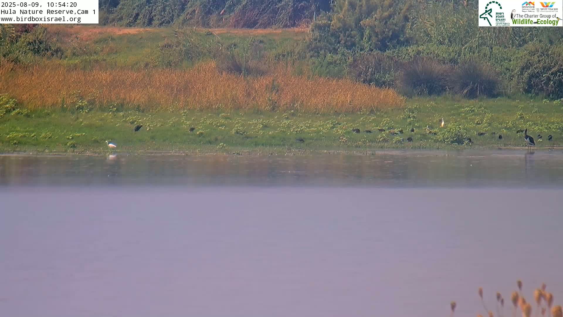 A calm, misty body of water reflects a shoreline where various birds are gathered amongst green and golden vegetation.
