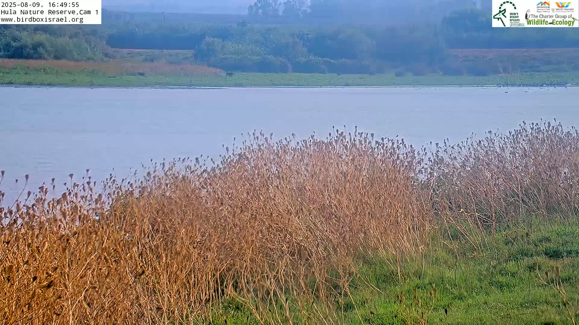 Hula Nature Reserve Bird Life & Israel-Syria Border Golan Hills & Hermon Mountain/Jabal al Shaykh View Live Cam - Yesud Hamaala, Northern, Israel
