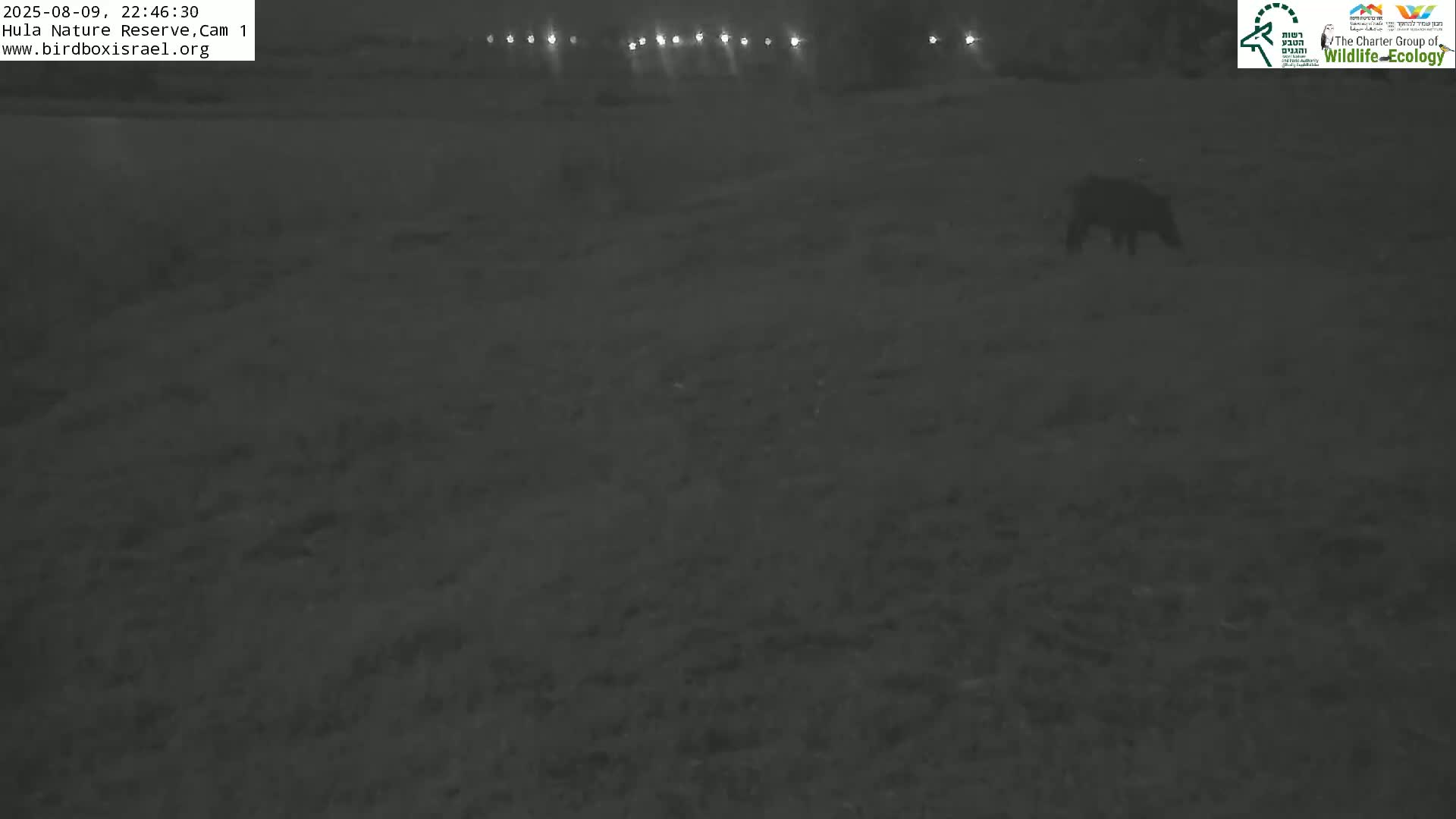 Hula Nature Reserve Bird Life & Israel-Syria Border Golan Hills & Hermon Mountain/Jabal al Shaykh View Live Cam - Yesud Hamaala, Northern, Israel