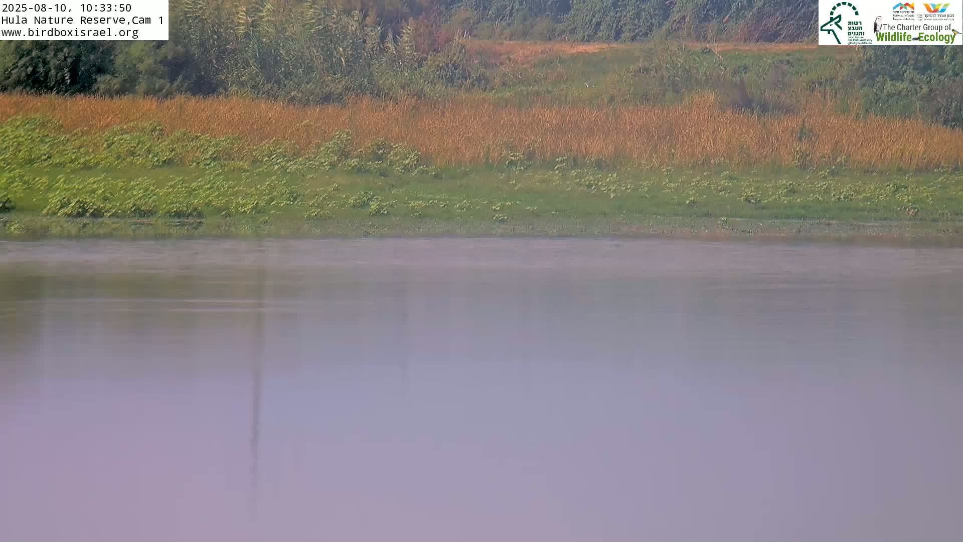 A calm body of water sits before a hazy, grassy shoreline.