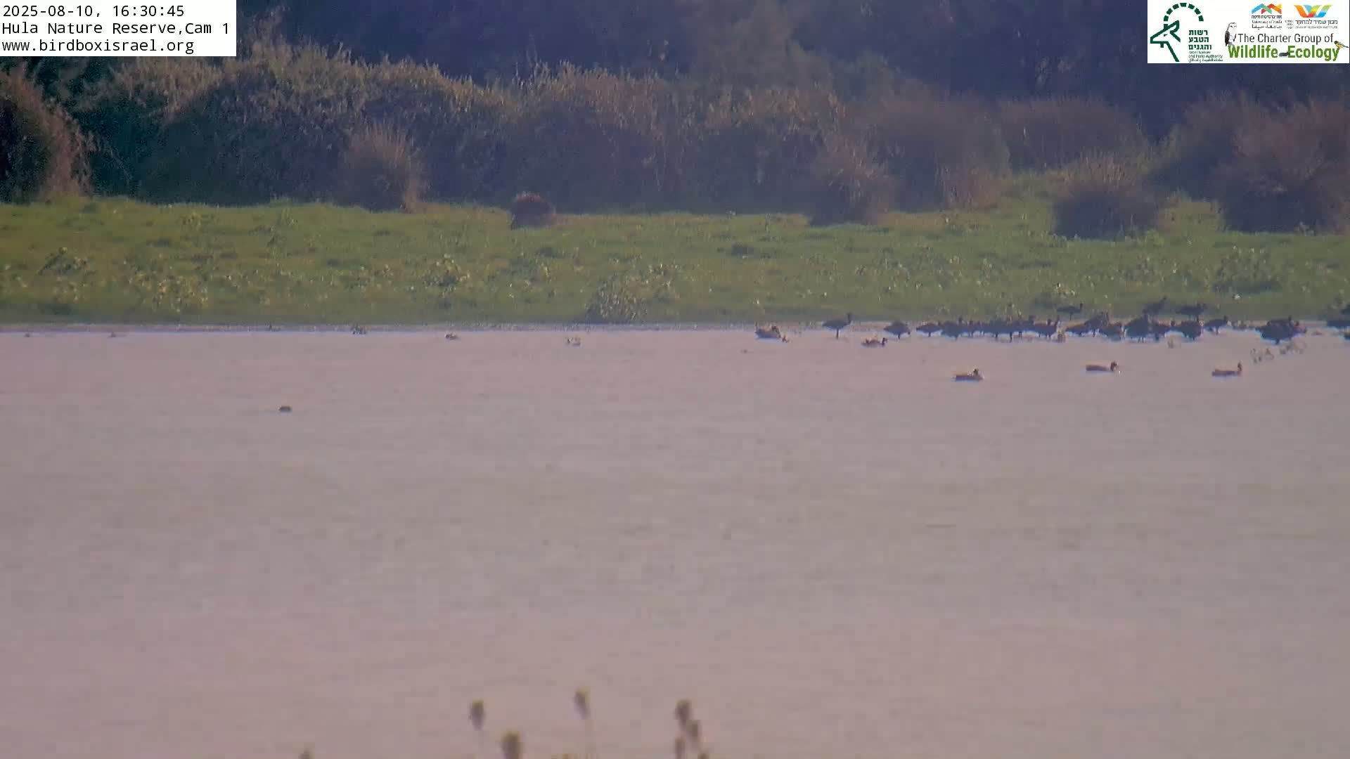 Hula Nature Reserve Bird Life & Israel-Syria Border Golan Hills & Hermon Mountain/Jabal al Shaykh View Live Cam - Yesud Hamaala, Northern, Israel