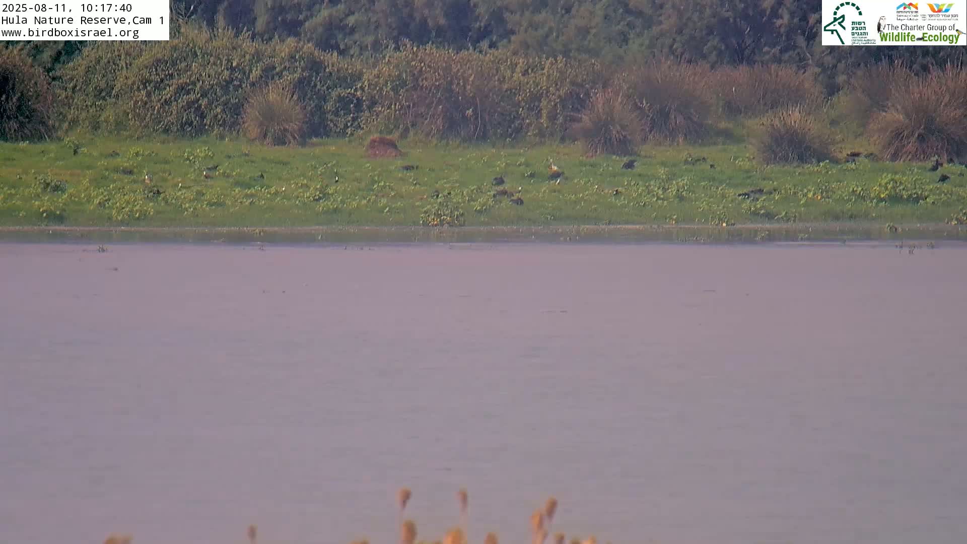 A flock of dark birds rests on a grassy bank beside a calm, purplish-hued body of water under a clear sky.