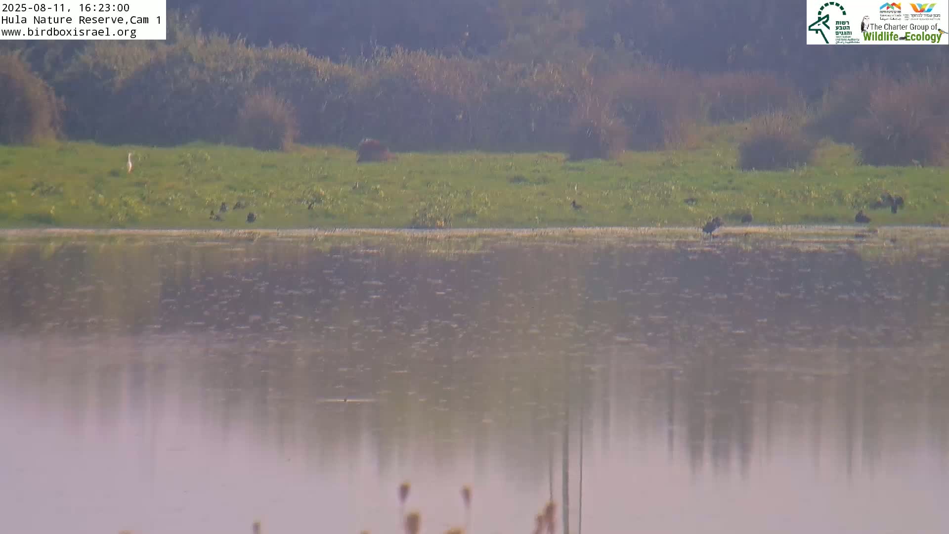 Hula Nature Reserve Bird Life & Israel-Syria Border Golan Hills & Hermon Mountain/Jabal al Shaykh View Live Cam - Yesud Hamaala, Northern, Israel