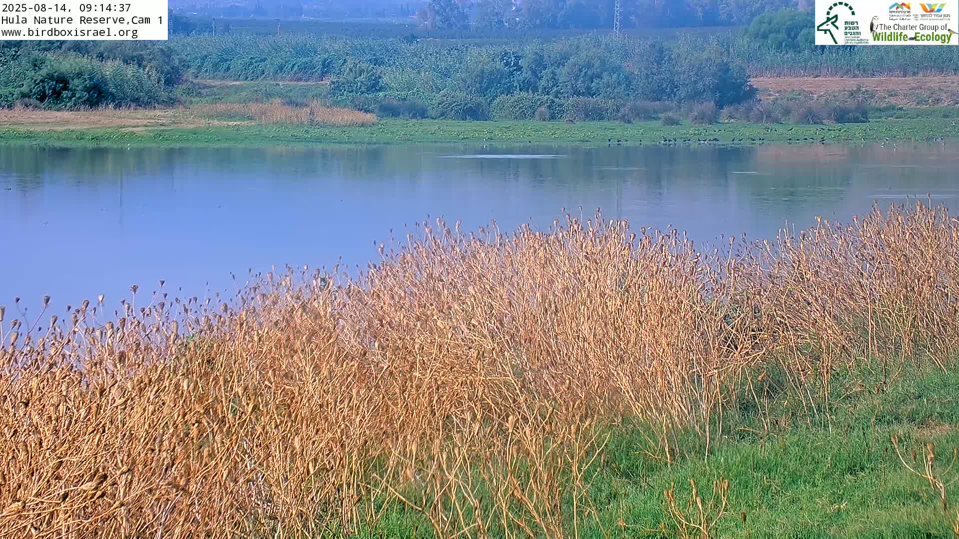 Hula Nature Reserve Bird Life & Israel-Syria Border Golan Hills & Hermon Mountain/Jabal al Shaykh View Live Cam - Yesud Hamaala, Northern, Israel