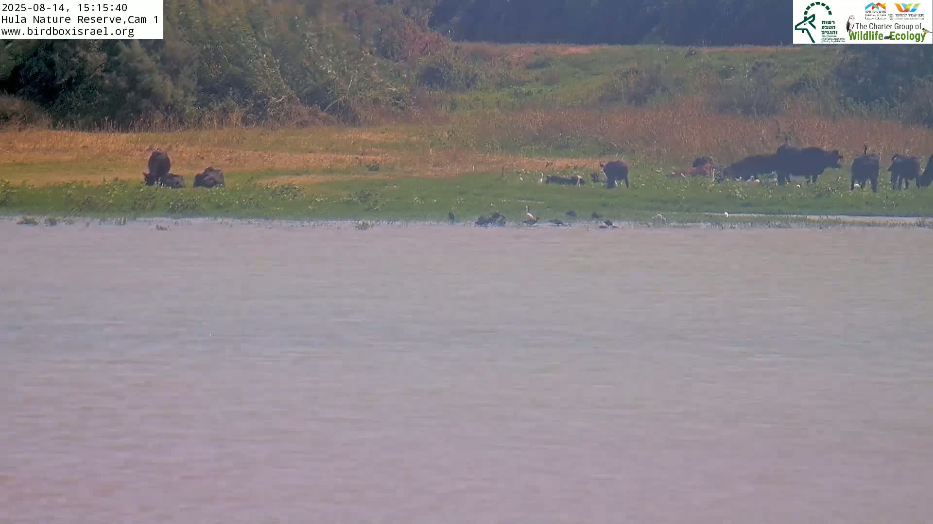 Hula Nature Reserve Bird Life & Israel-Syria Border Golan Hills & Hermon Mountain/Jabal al Shaykh View Live Cam - Yesud Hamaala, Northern, Israel