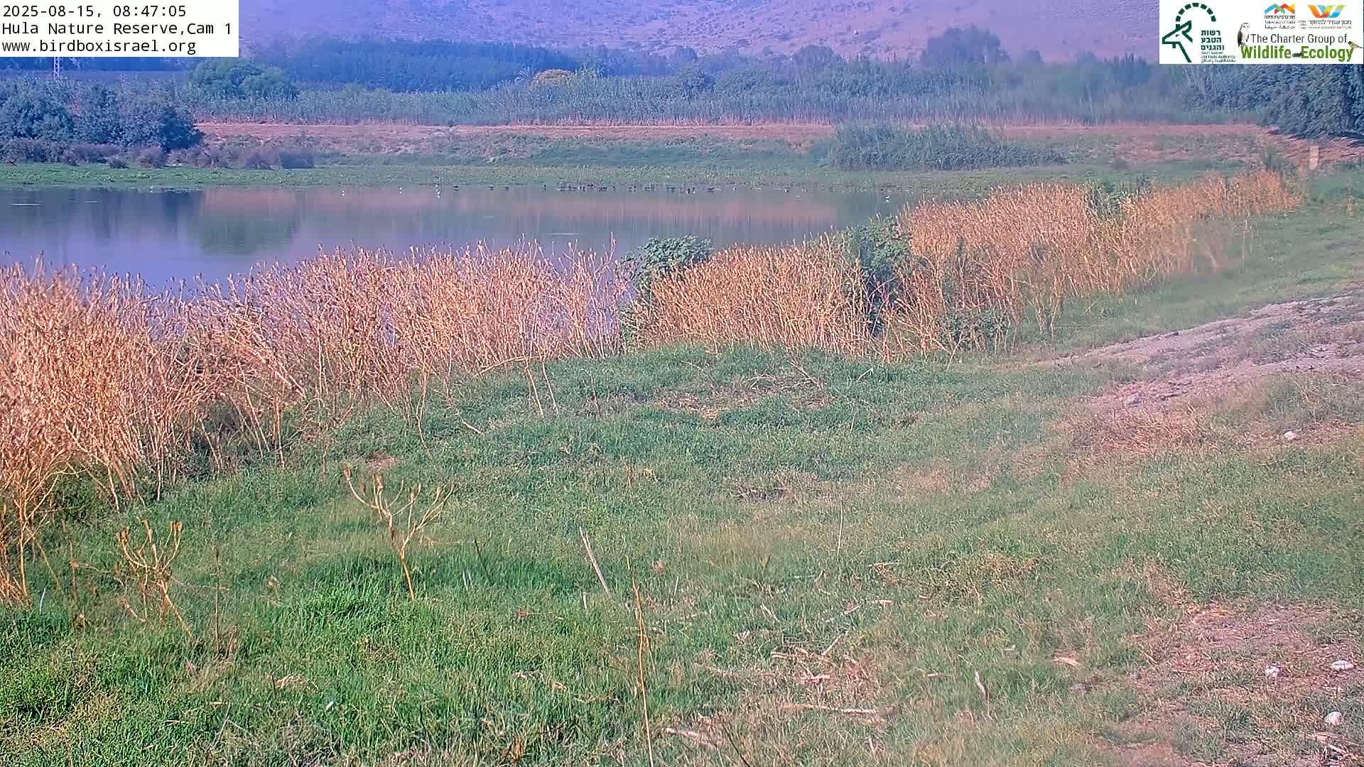 Hula Nature Reserve Bird Life & Israel-Syria Border Golan Hills & Hermon Mountain/Jabal al Shaykh View Live Cam - Yesud Hamaala, Northern, Israel
