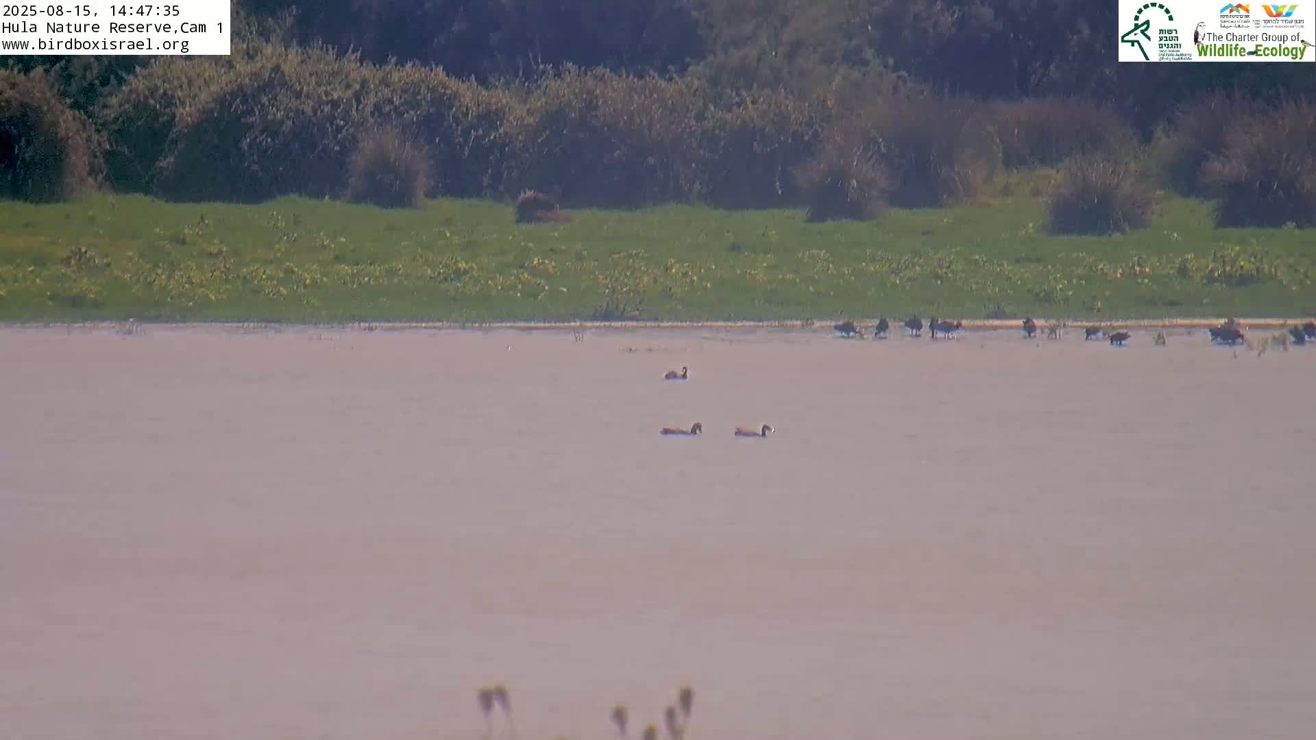 A calm, misty body of water reflects the vegetation of a nearby shore where a bird is visible.