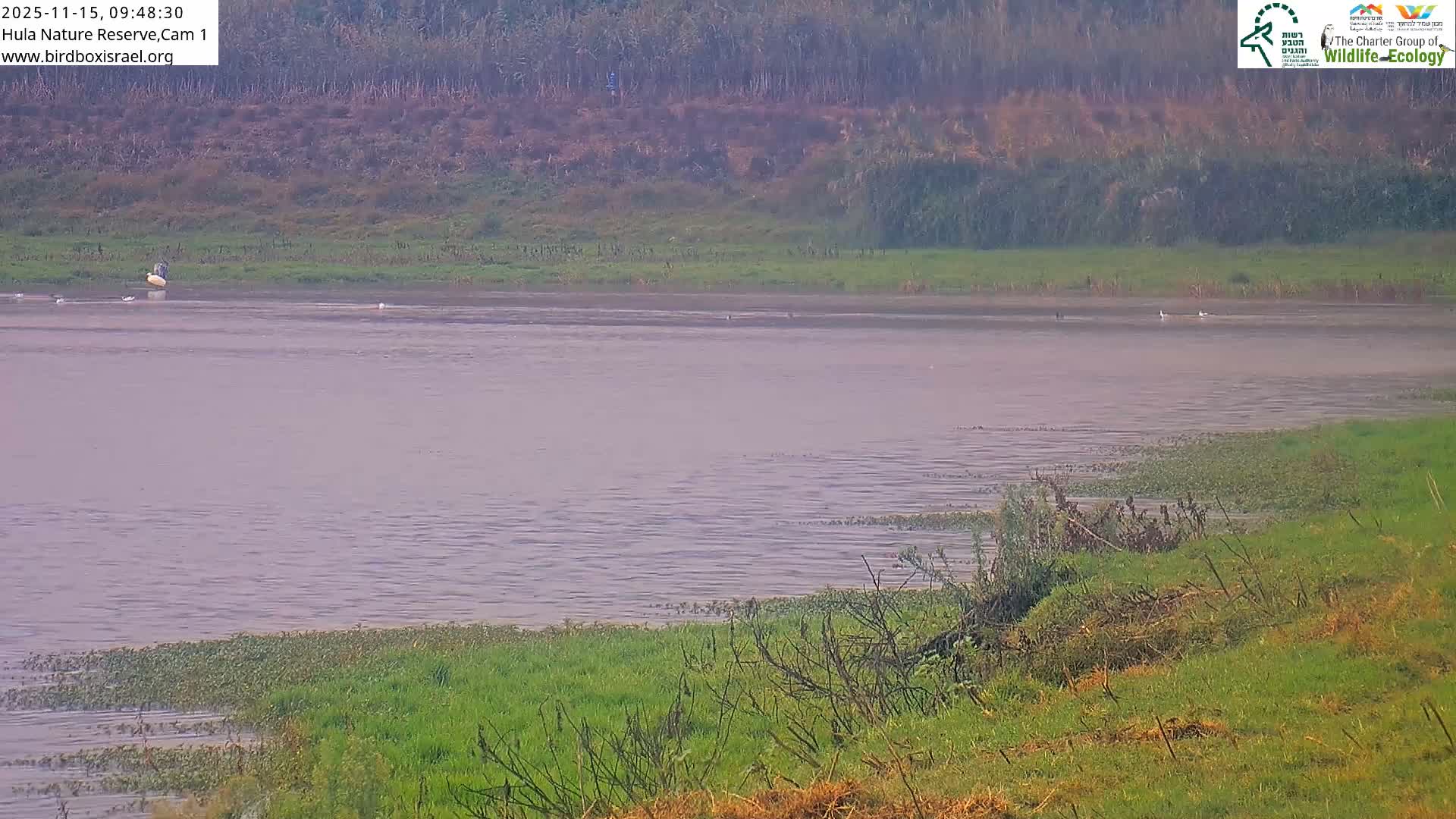 Hula Nature Reserve Bird Life & Israel-Syria Border Golan Hills & Hermon Mountain/Jabal al Shaykh View Live Cam - Yesud Hamaala, Northern, Israel