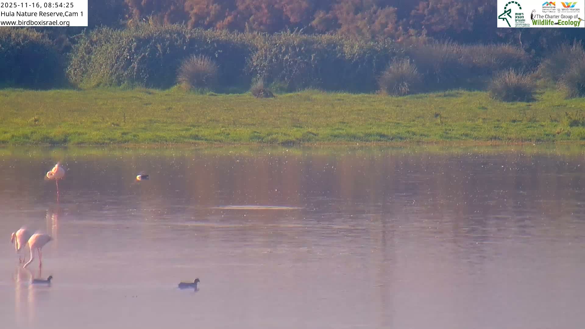 Hula Nature Reserve Bird Life & Israel-Syria Border Golan Hills & Hermon Mountain/Jabal al Shaykh View Live Cam - Yesud Hamaala, Northern, Israel