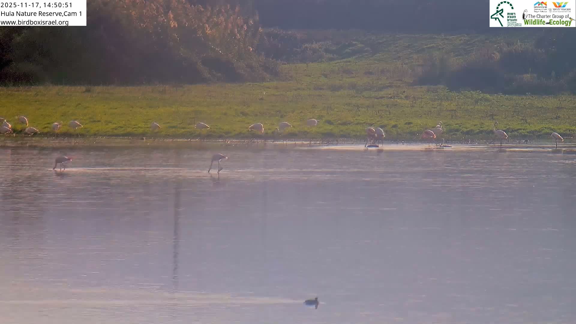 Hula Nature Reserve Bird Life & Israel-Syria Border Golan Hills & Hermon Mountain/Jabal al Shaykh View Live Cam - Yesud Hamaala, Northern, Israel