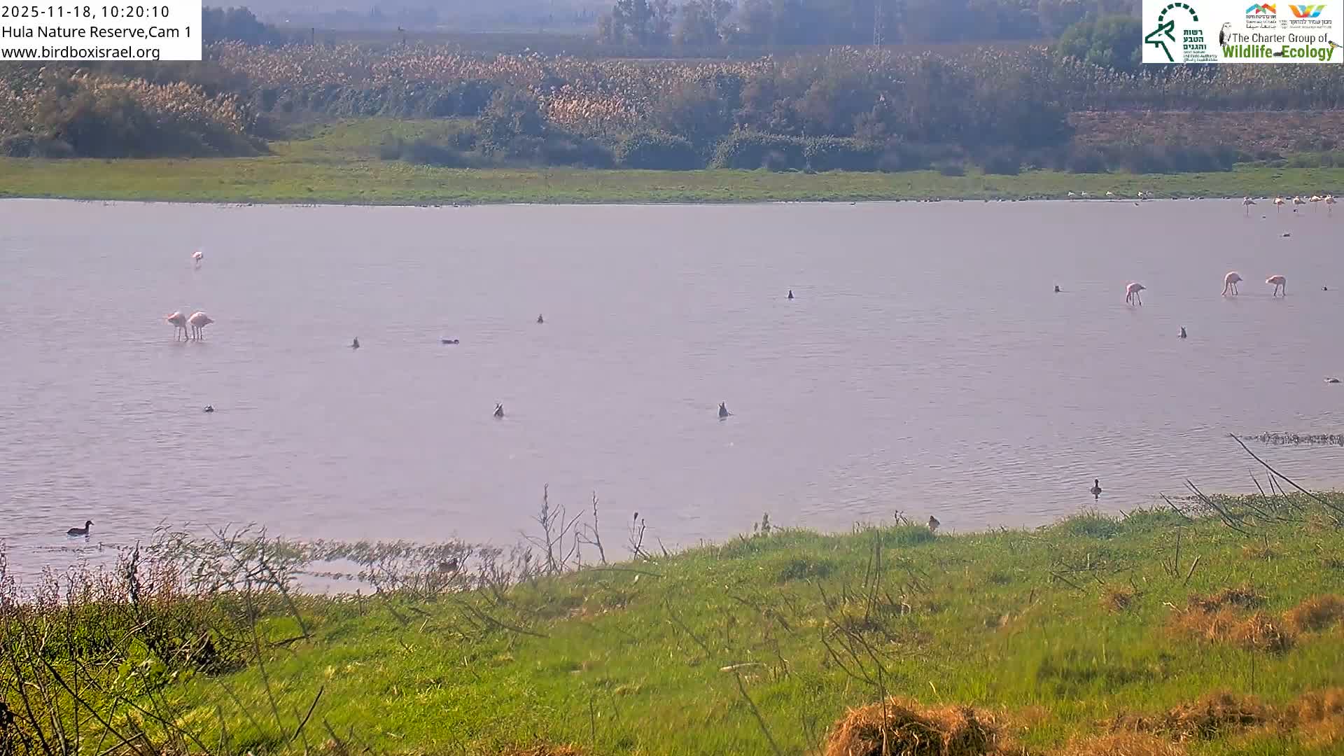 Hula Nature Reserve Bird Life & Israel-Syria Border Golan Hills & Hermon Mountain/Jabal al Shaykh View Live Cam - Yesud Hamaala, Northern, Israel