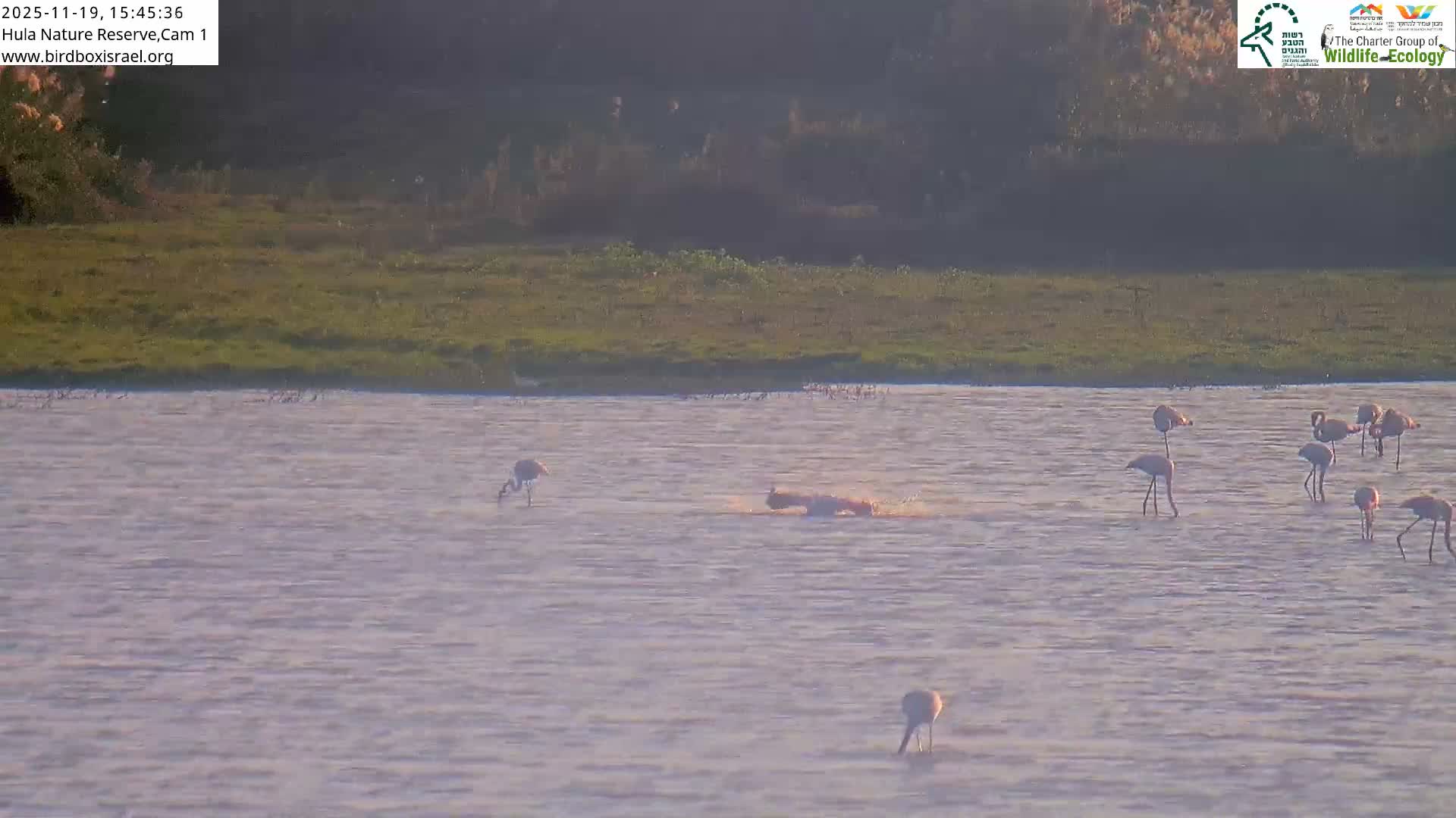 Hula Nature Reserve Bird Life & Israel-Syria Border Golan Hills & Hermon Mountain/Jabal al Shaykh View Live Cam - Yesud Hamaala, Northern, Israel