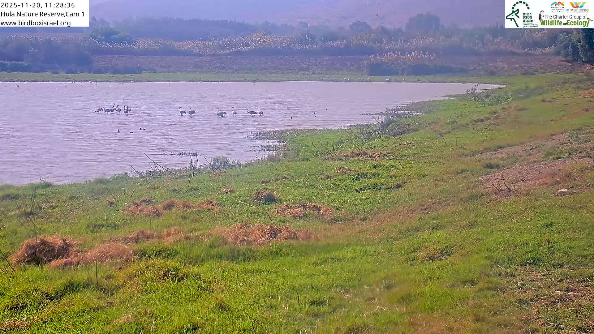 On a hazy day, several flamingos and other smaller birds wade in a tranquil lake bordered by green and brown grassy banks, with distant, vegetated hills shrouded in mist.