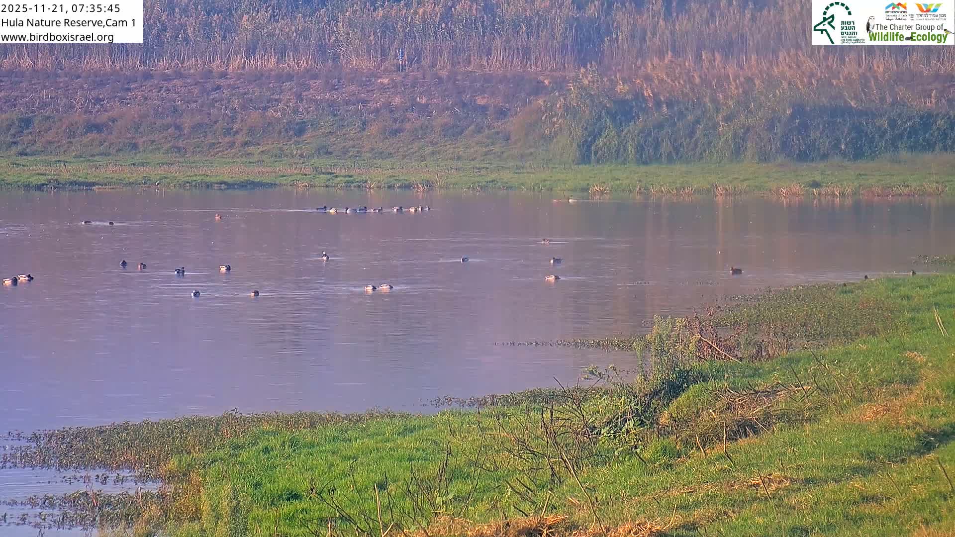 Hula Nature Reserve Bird Life & Israel-Syria Border Golan Hills & Hermon Mountain/Jabal al Shaykh View Live Cam - Yesud Hamaala, Northern, Israel