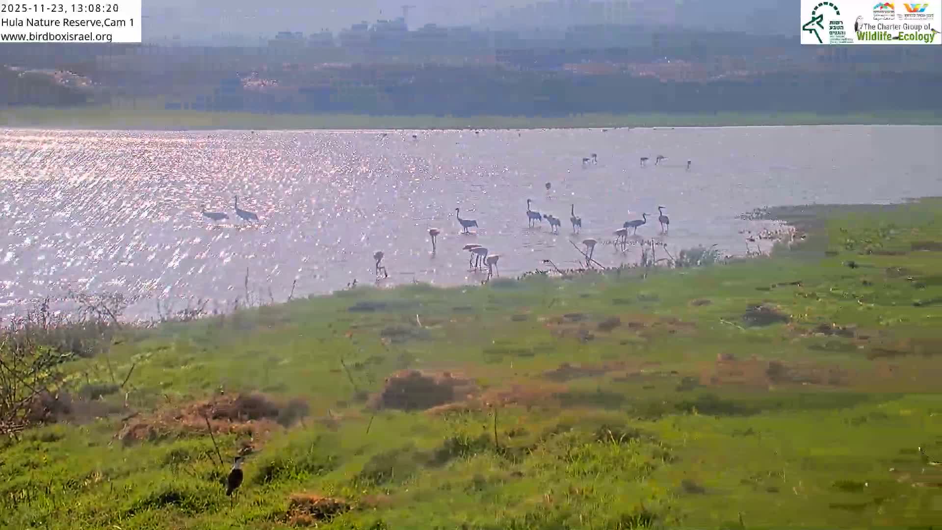 Hula Nature Reserve Bird Life & Israel-Syria Border Golan Hills & Hermon Mountain/Jabal al Shaykh View Live Cam - Yesud Hamaala, Northern, Israel