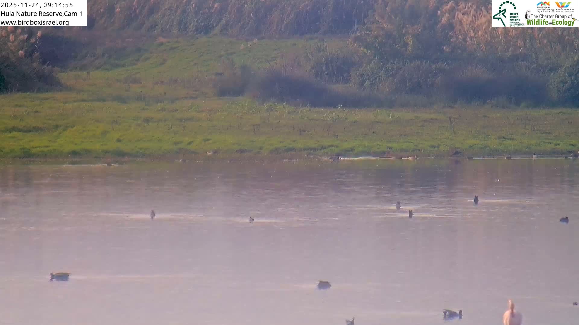 Hula Nature Reserve Bird Life & Israel-Syria Border Golan Hills & Hermon Mountain/Jabal al Shaykh View Live Cam - Yesud Hamaala, Northern, Israel